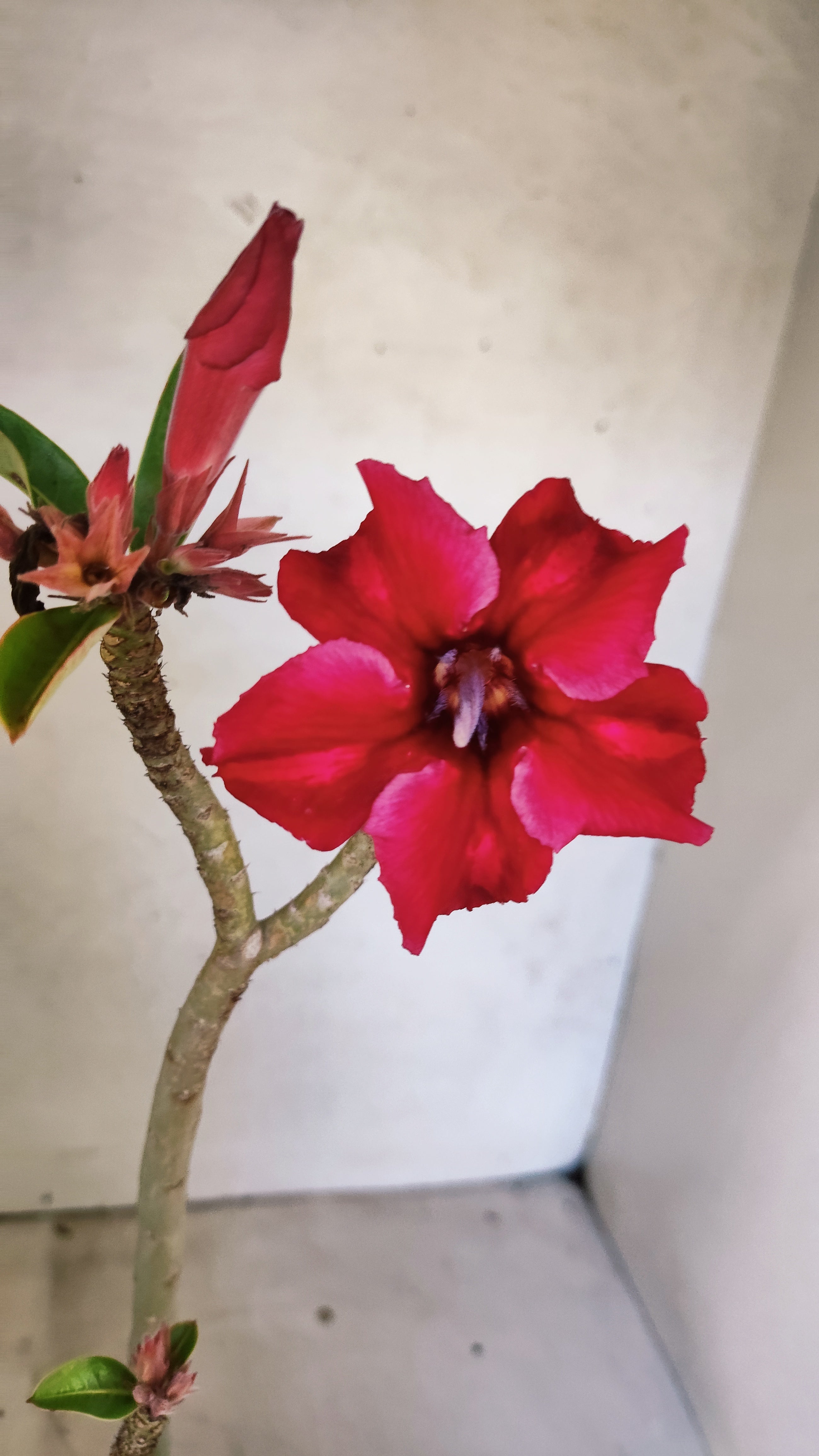 Planta Simples 3524 – 35cm – 03 anos