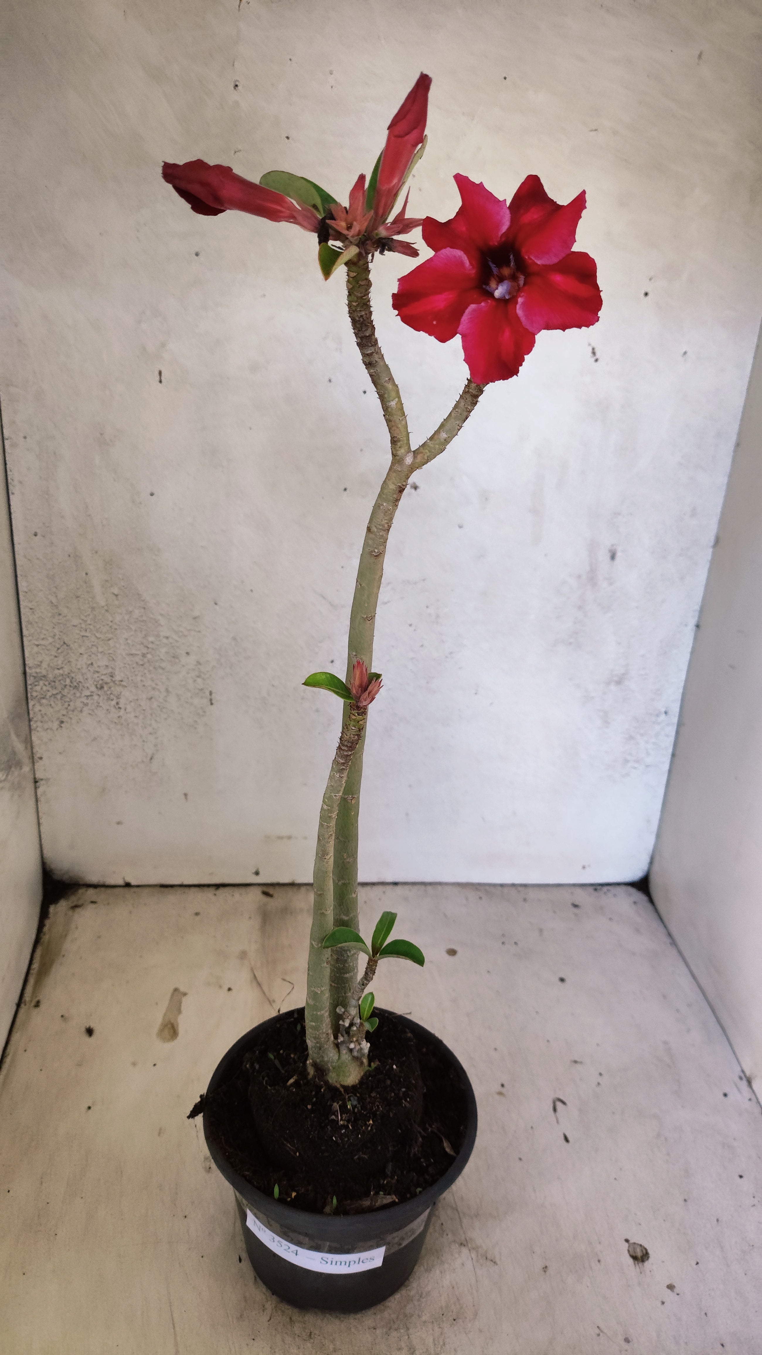 Planta Simples 3524 – 35cm – 03 anos