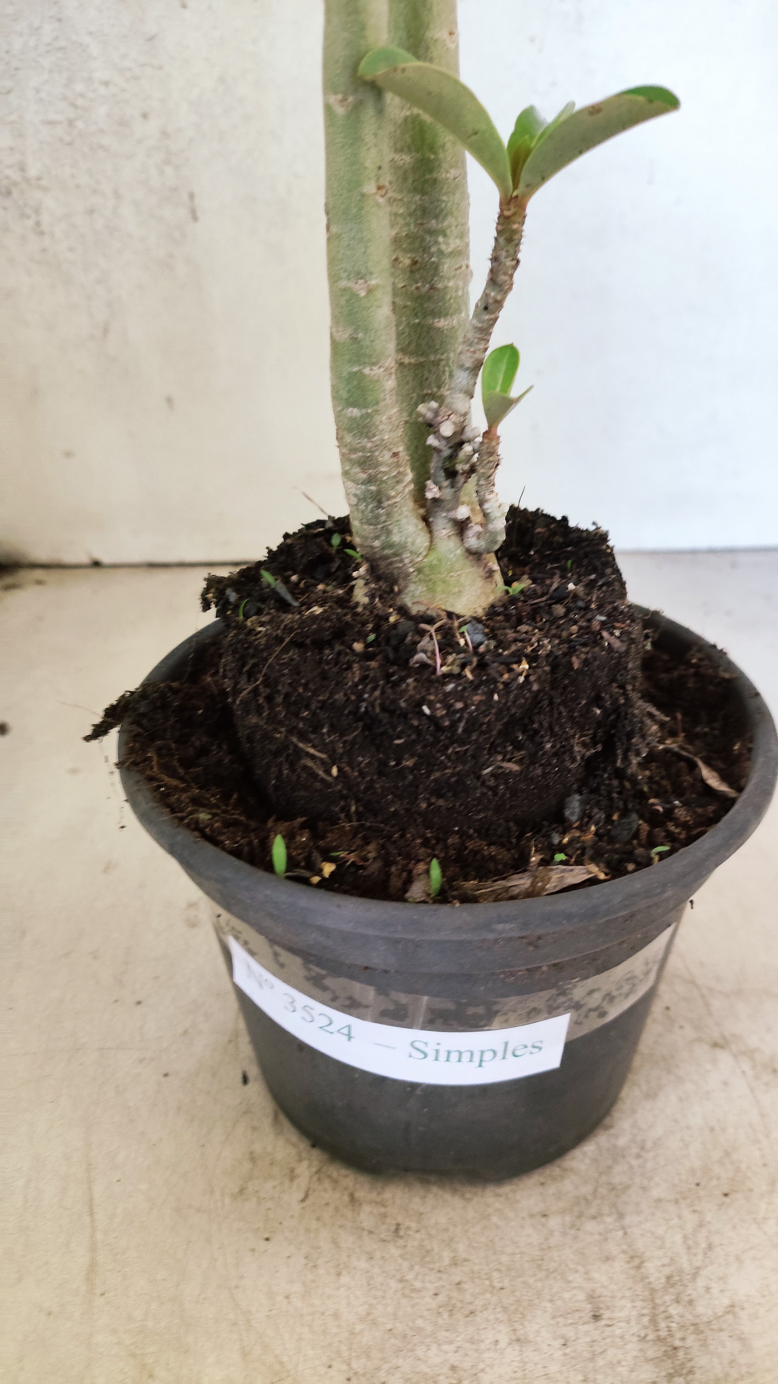 Planta Simples 3524 – 35cm – 03 anos