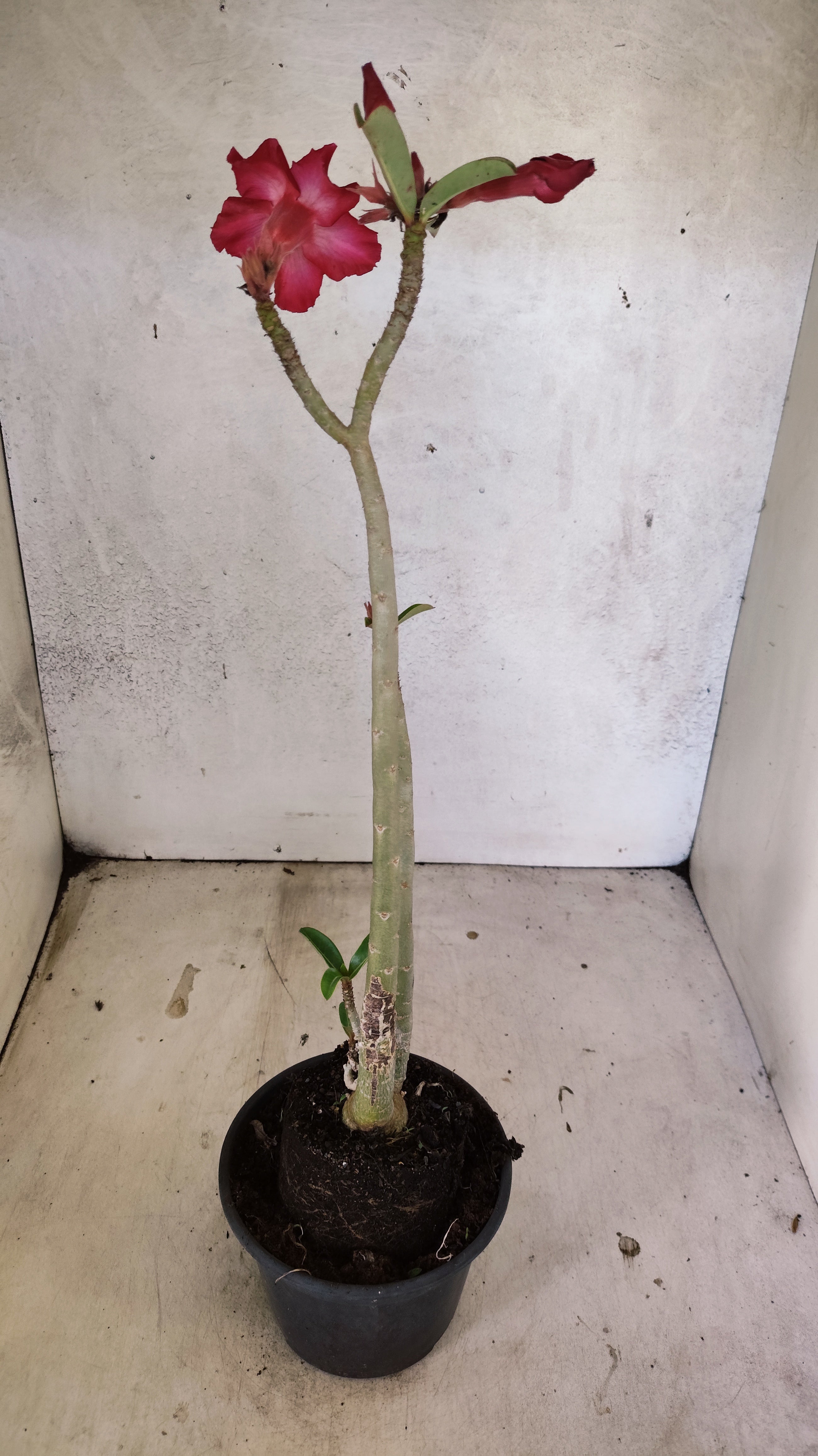 Planta Simples 3524 – 35cm – 03 anos