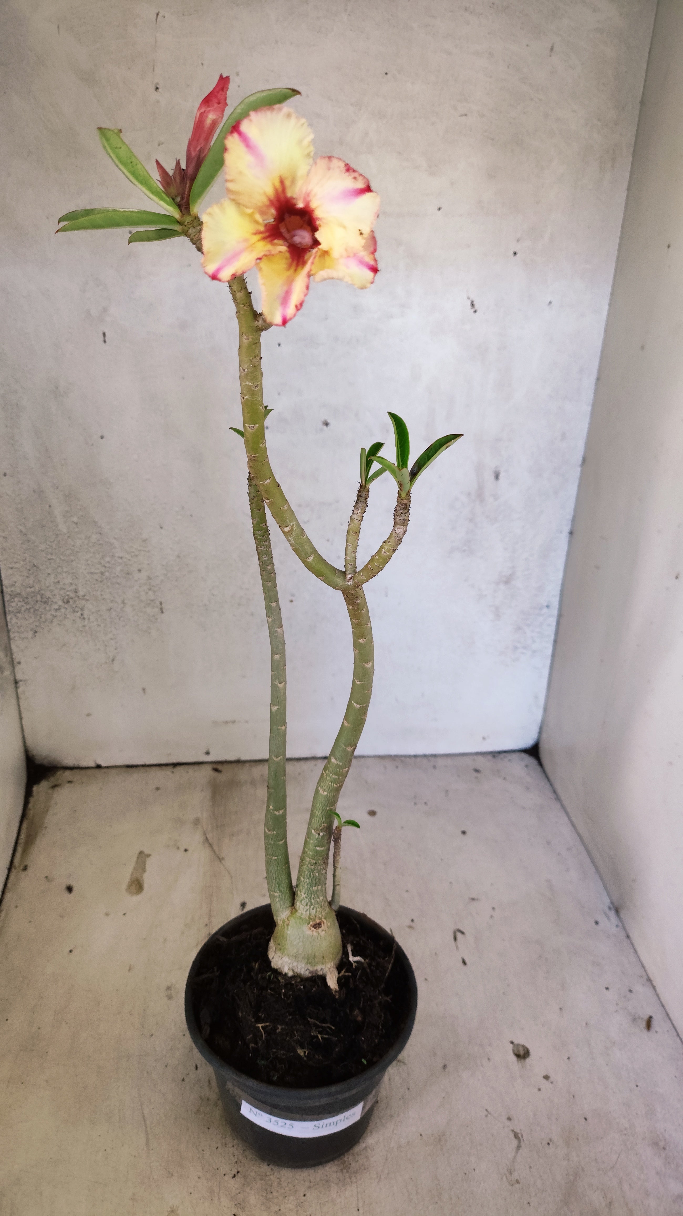 Planta Simples 3525 – 35cm – 03 anos