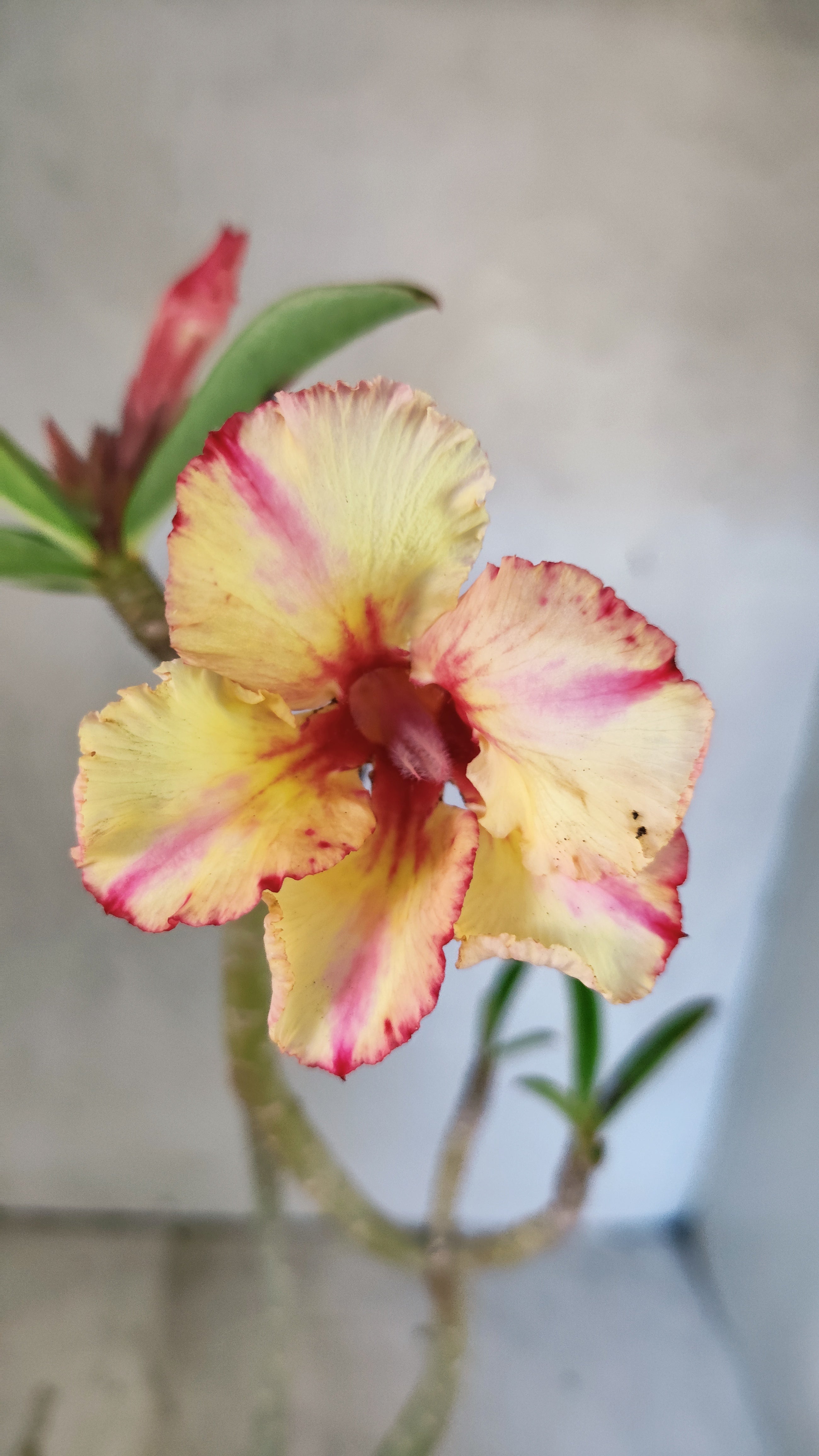 Planta Simples 3525 – 35cm – 03 anos