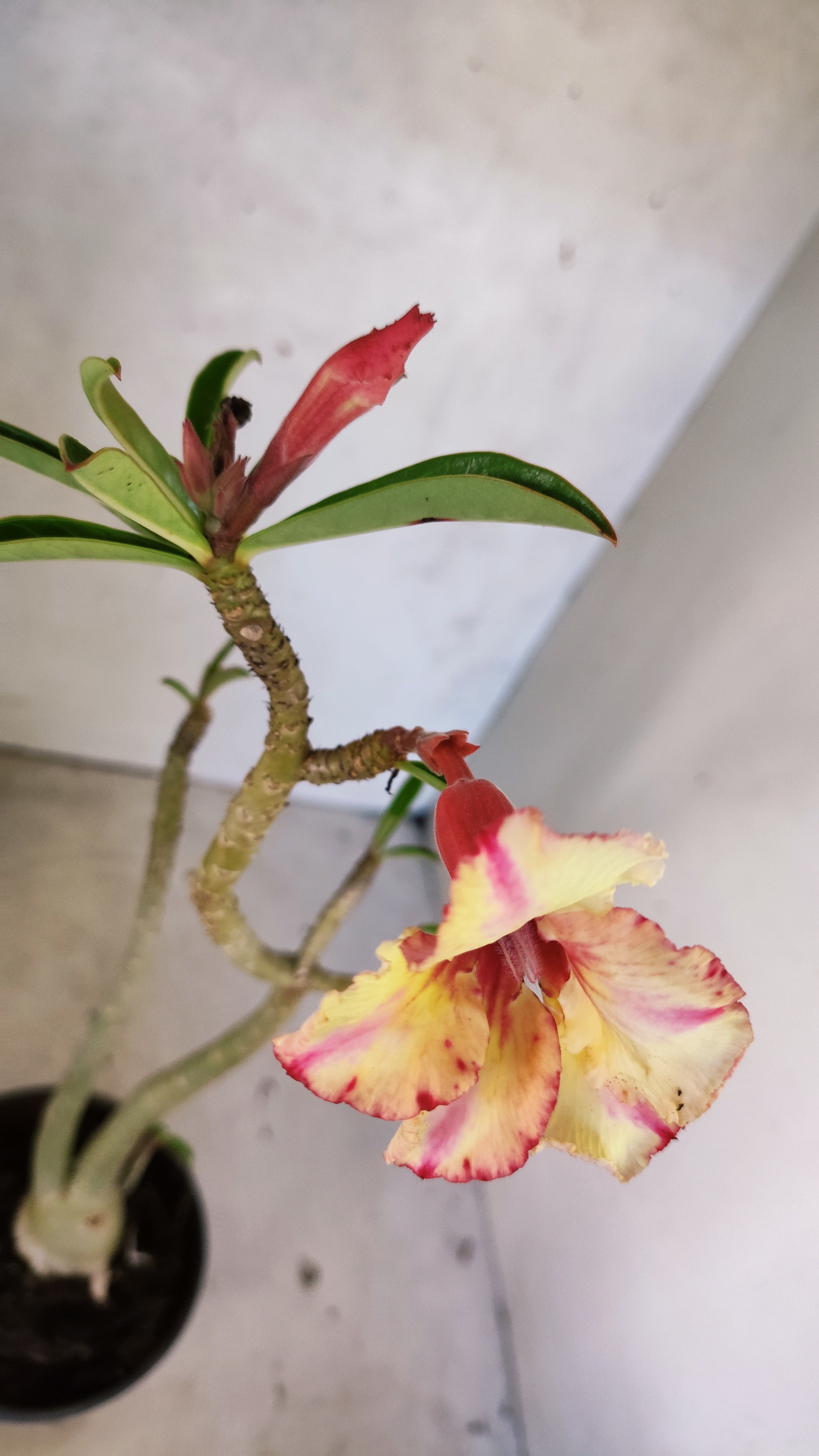 Planta Simples 3525 – 35cm – 03 anos