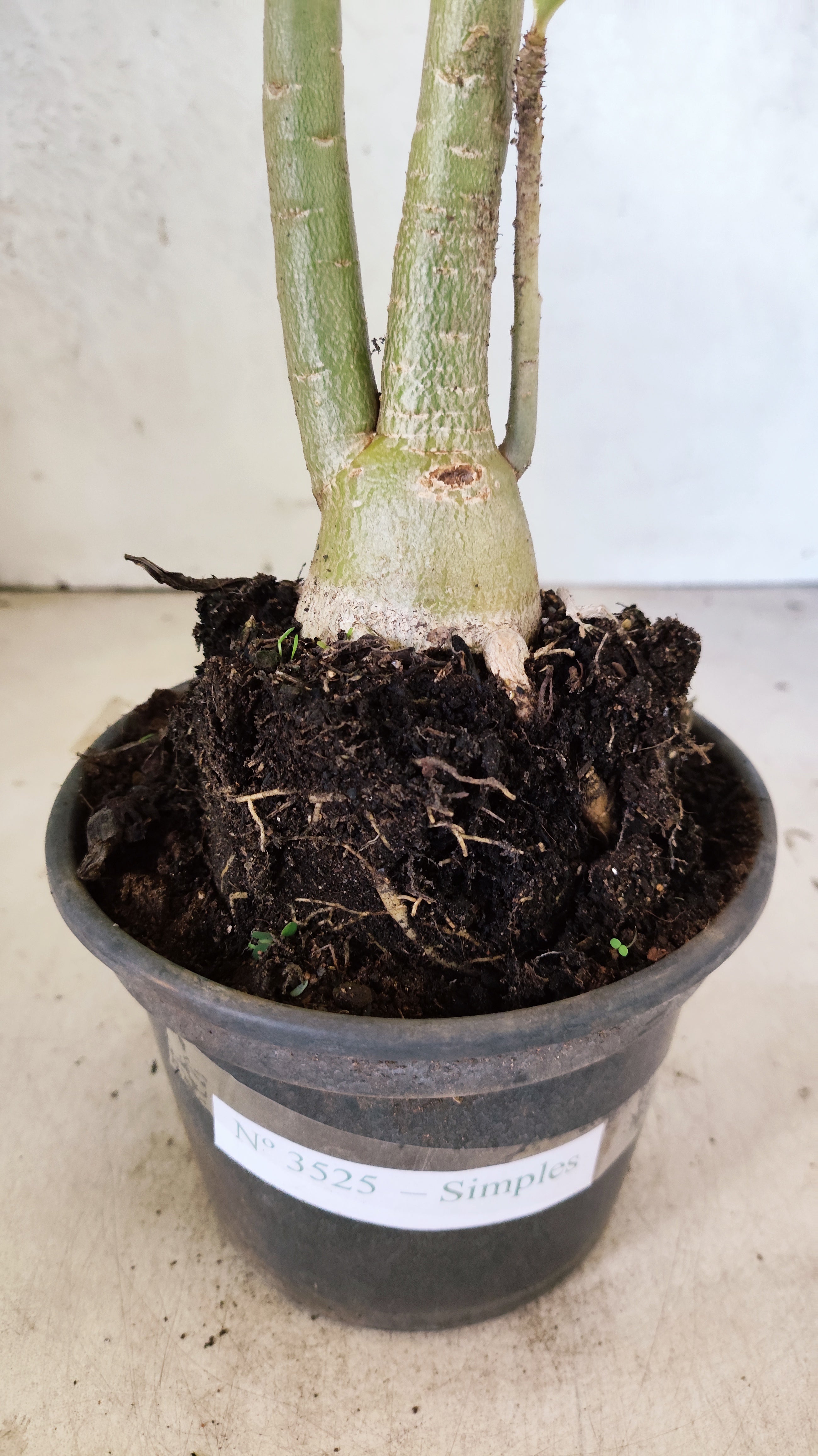 Planta Simples 3525 – 35cm – 03 anos