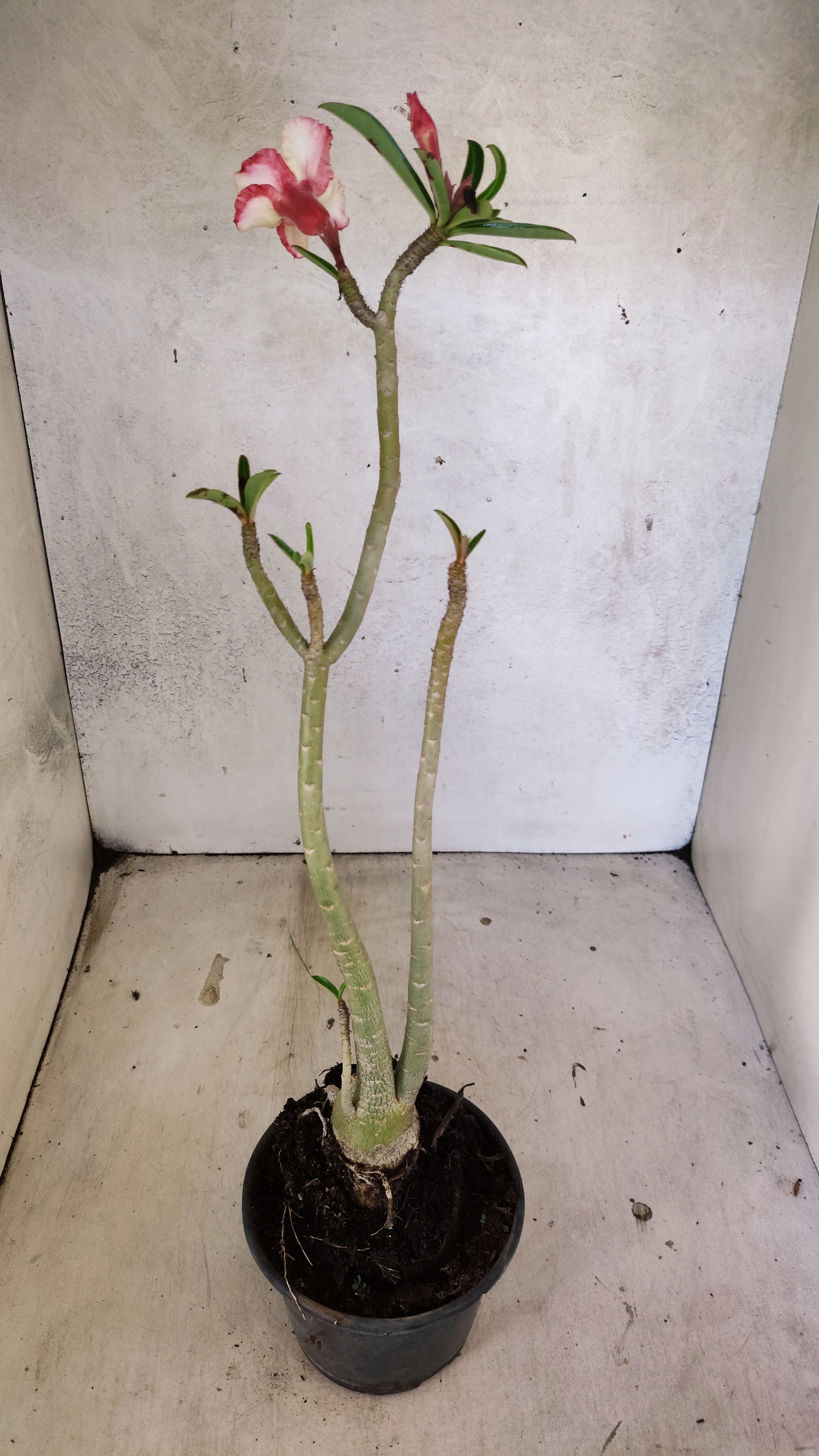 Planta Simples 3525 – 35cm – 03 anos