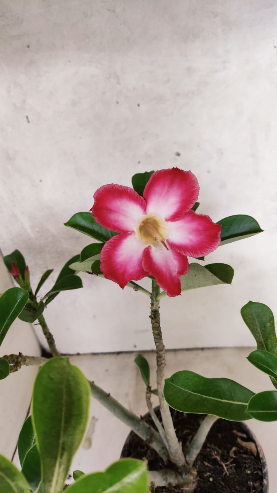 Planta Simples 3526 – 35cm – 03 anos