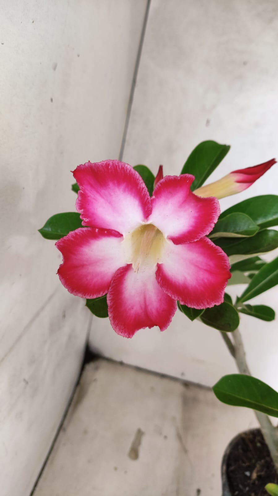 Planta Simples 3526 – 35cm – 03 anos