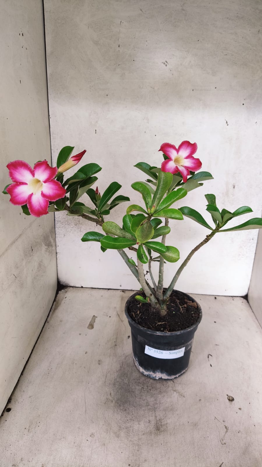 Planta Simples 3526 – 35cm – 03 anos