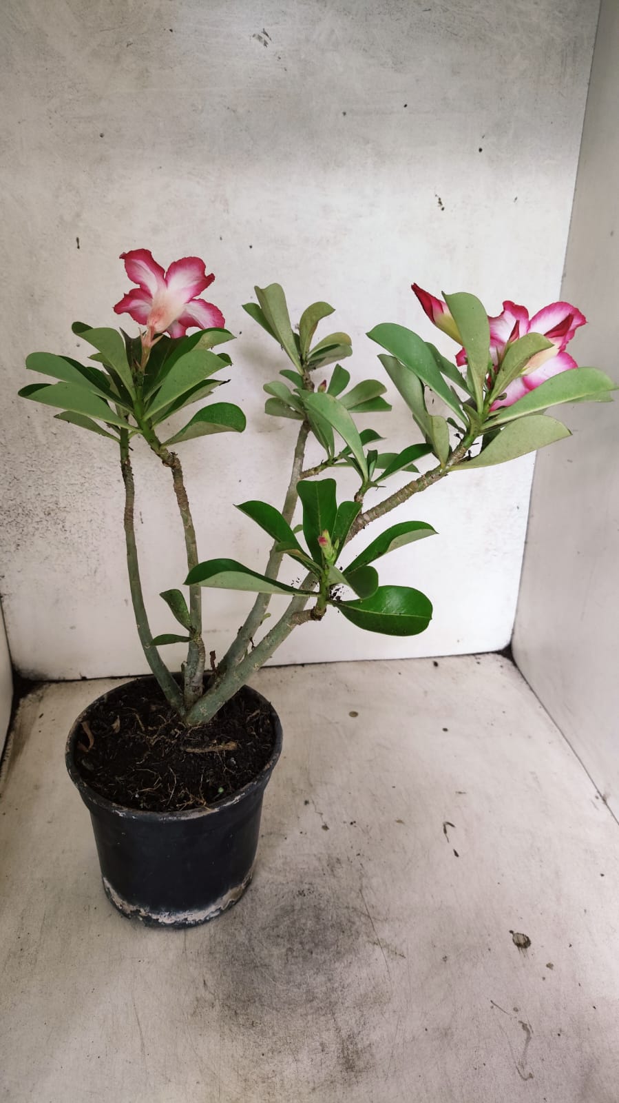 Planta Simples 3526 – 35cm – 03 anos