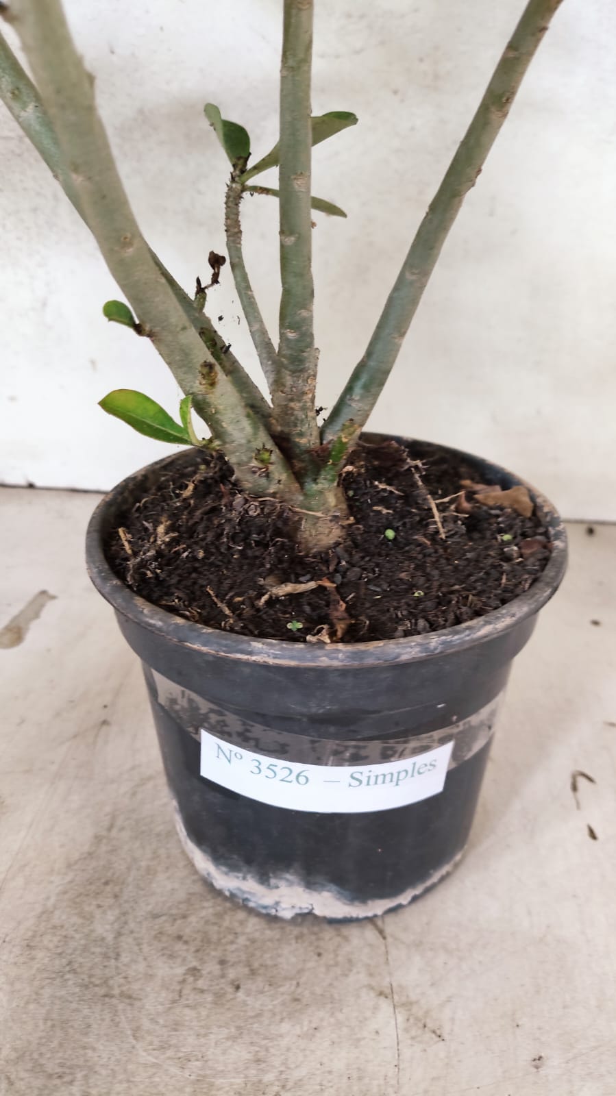 Planta Simples 3526 – 35cm – 03 anos