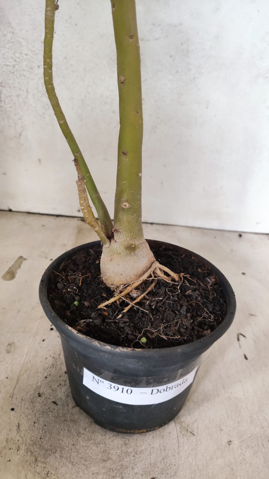 Planta Simples 3527 – 35cm – 03 anos