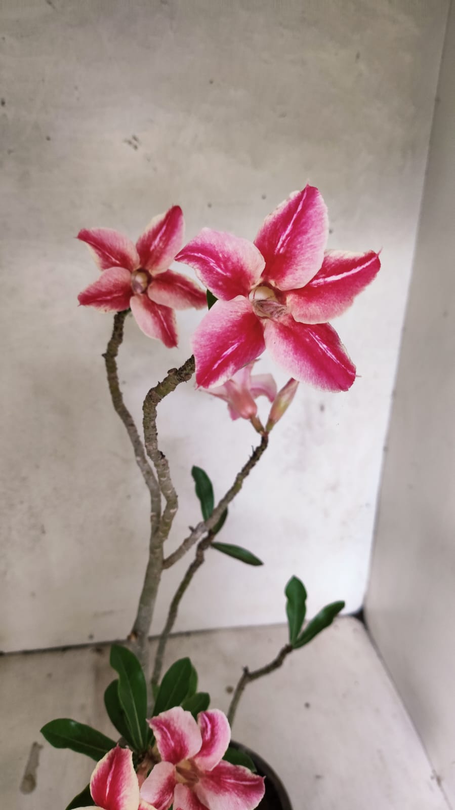 Planta Simples 3527 – 35cm – 03 anos