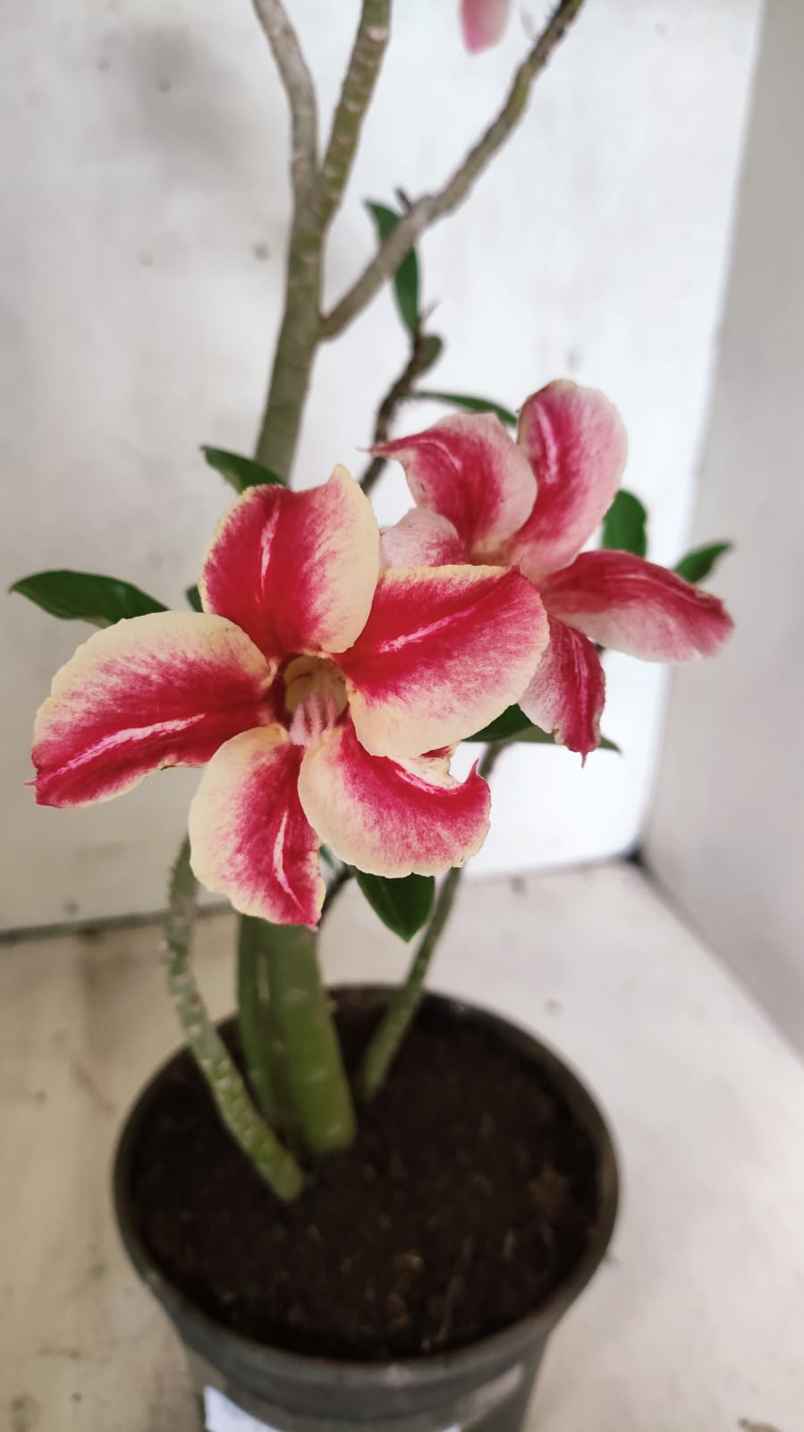 Planta Simples 3527 – 35cm – 03 anos