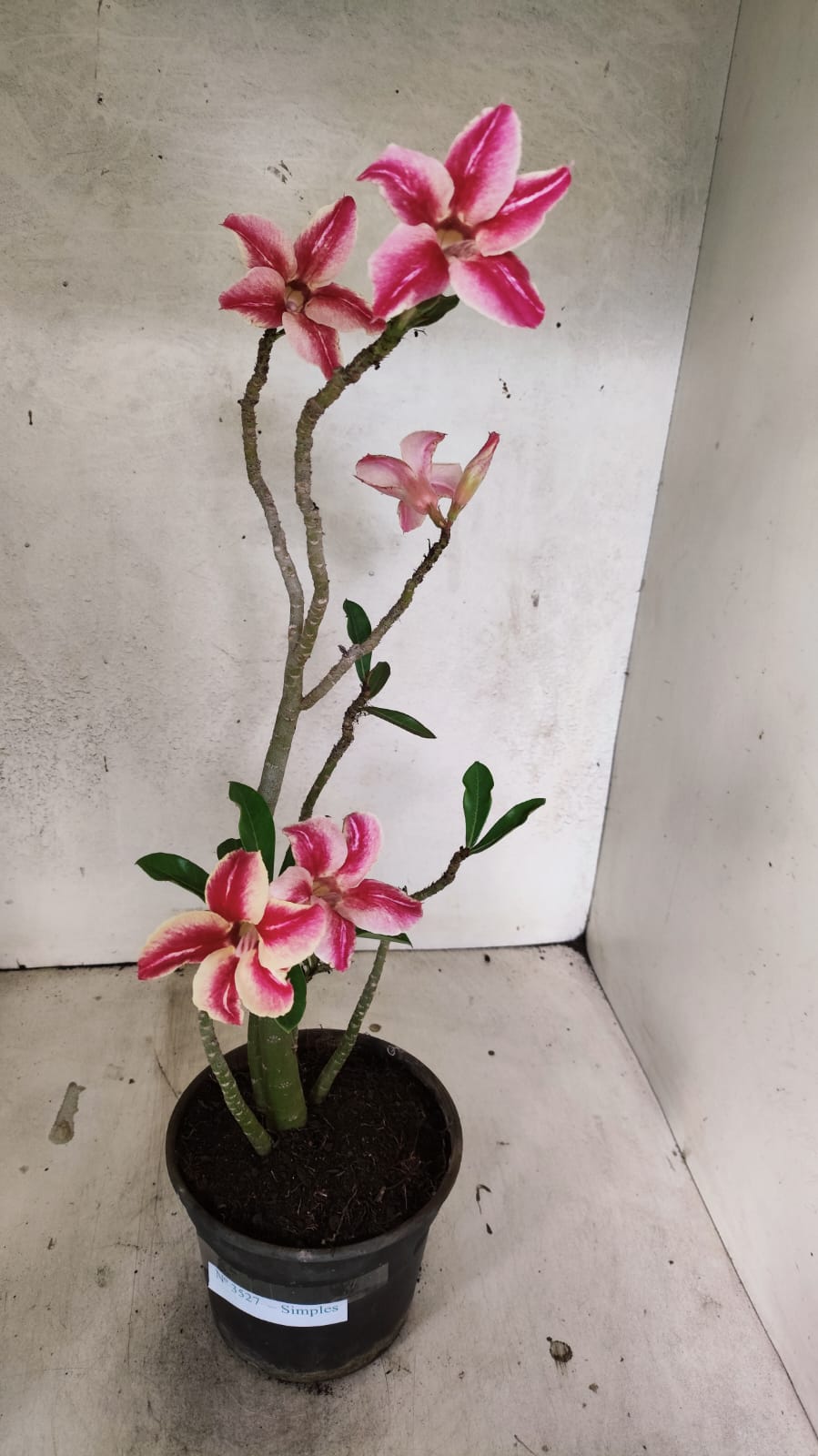 Planta Simples 3527 – 35cm – 03 anos