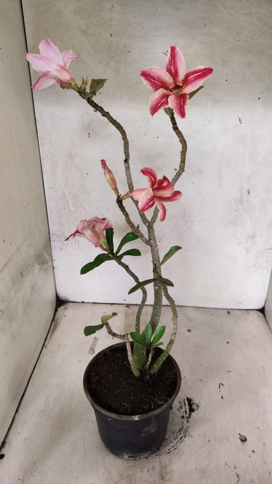 Planta Simples 3527 – 35cm – 03 anos