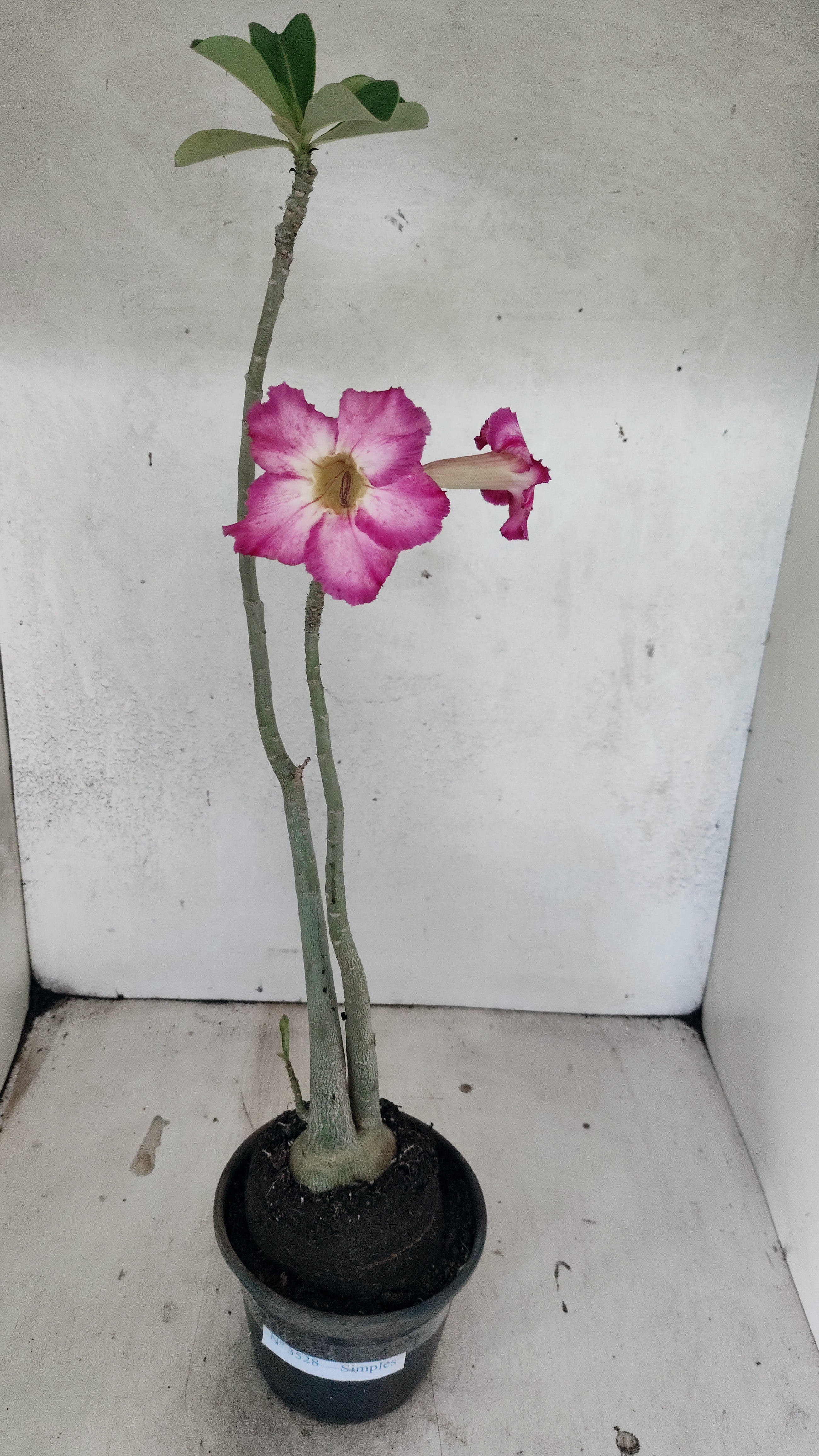 Planta Simples 3528 – 35cm – 03 anos