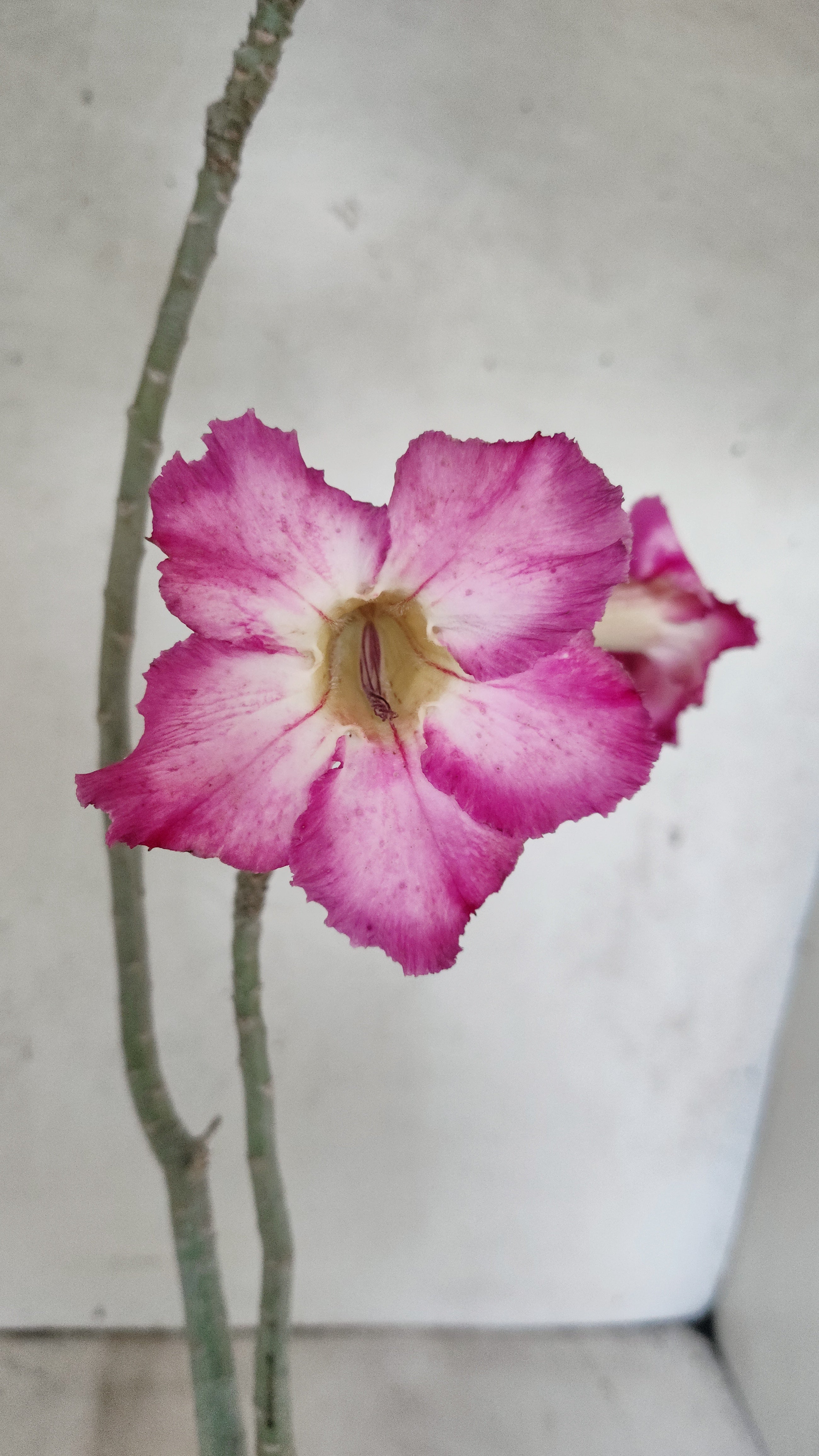 Planta Simples 3528 – 35cm – 03 anos