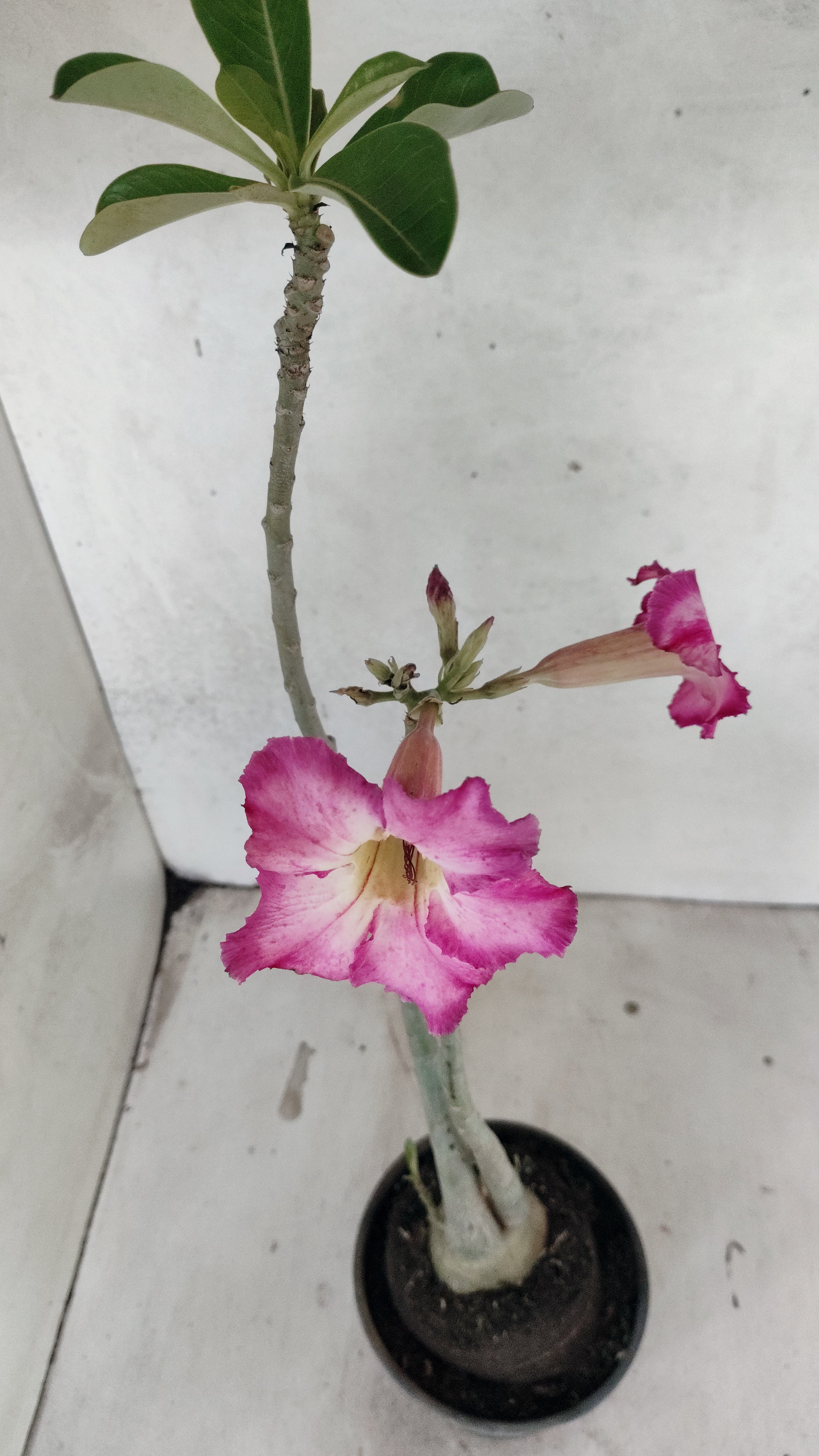 Planta Simples 3528 – 35cm – 03 anos