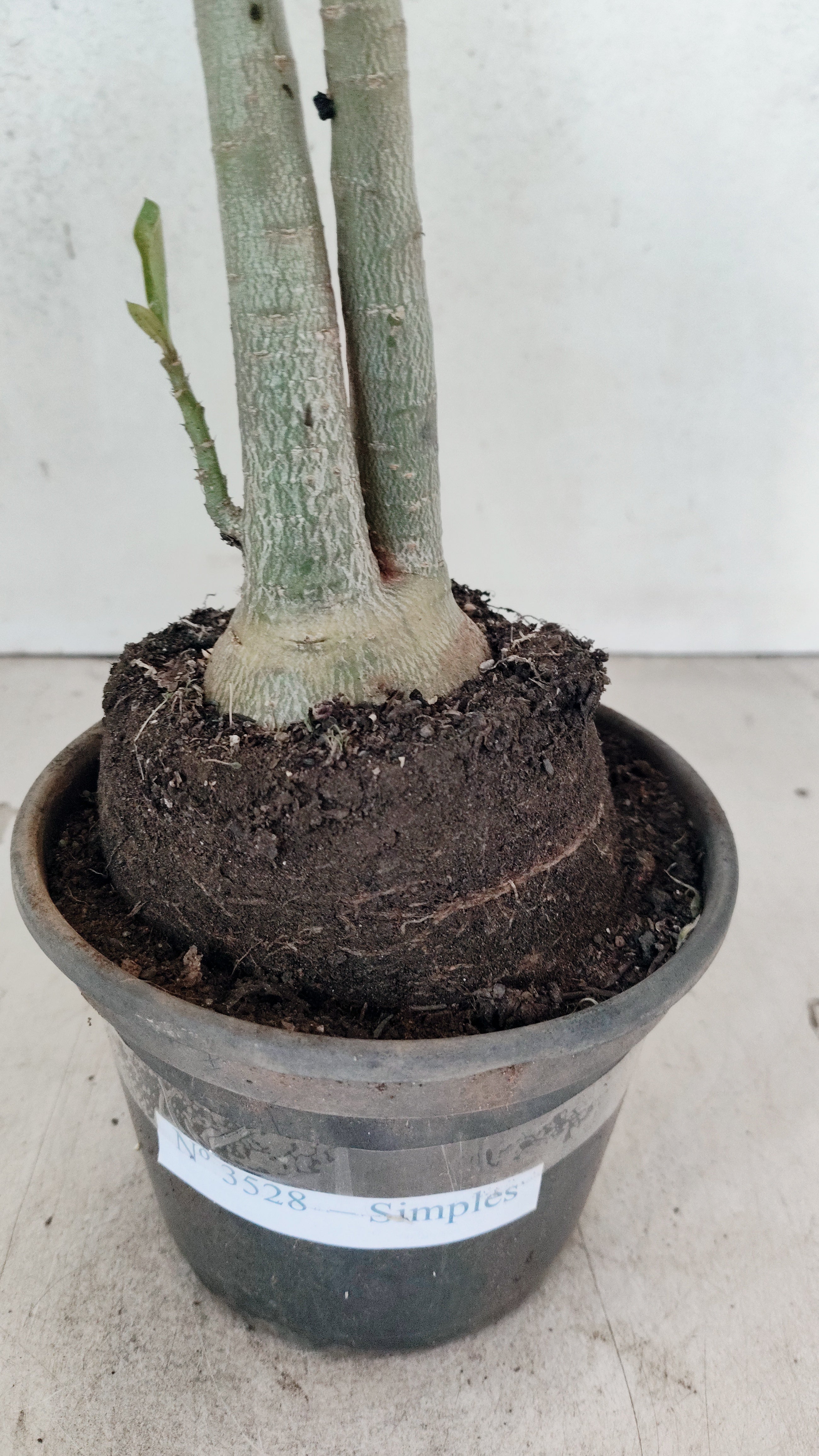 Planta Simples 3528 – 35cm – 03 anos