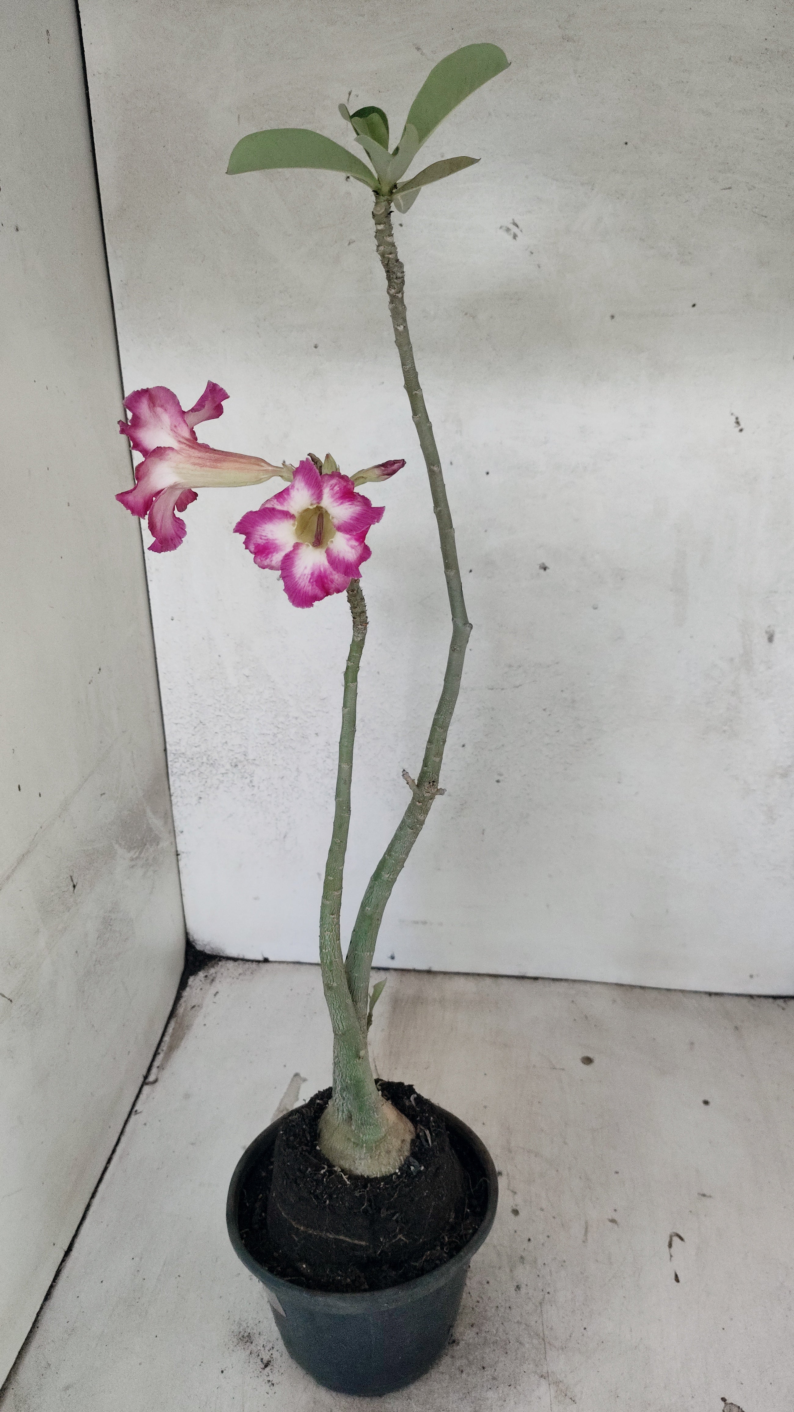 Planta Simples 3528 – 35cm – 03 anos