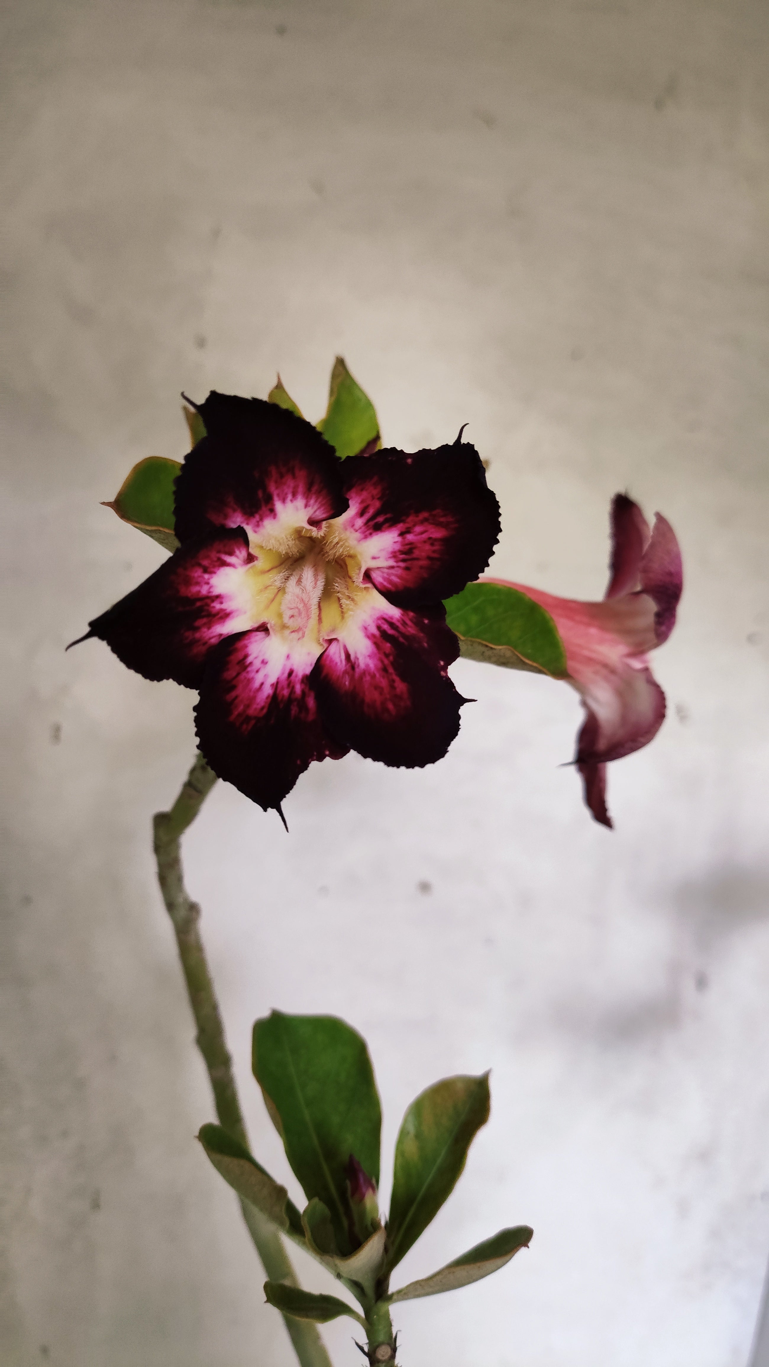 Planta Simples 3531 – 35cm – 03 anos