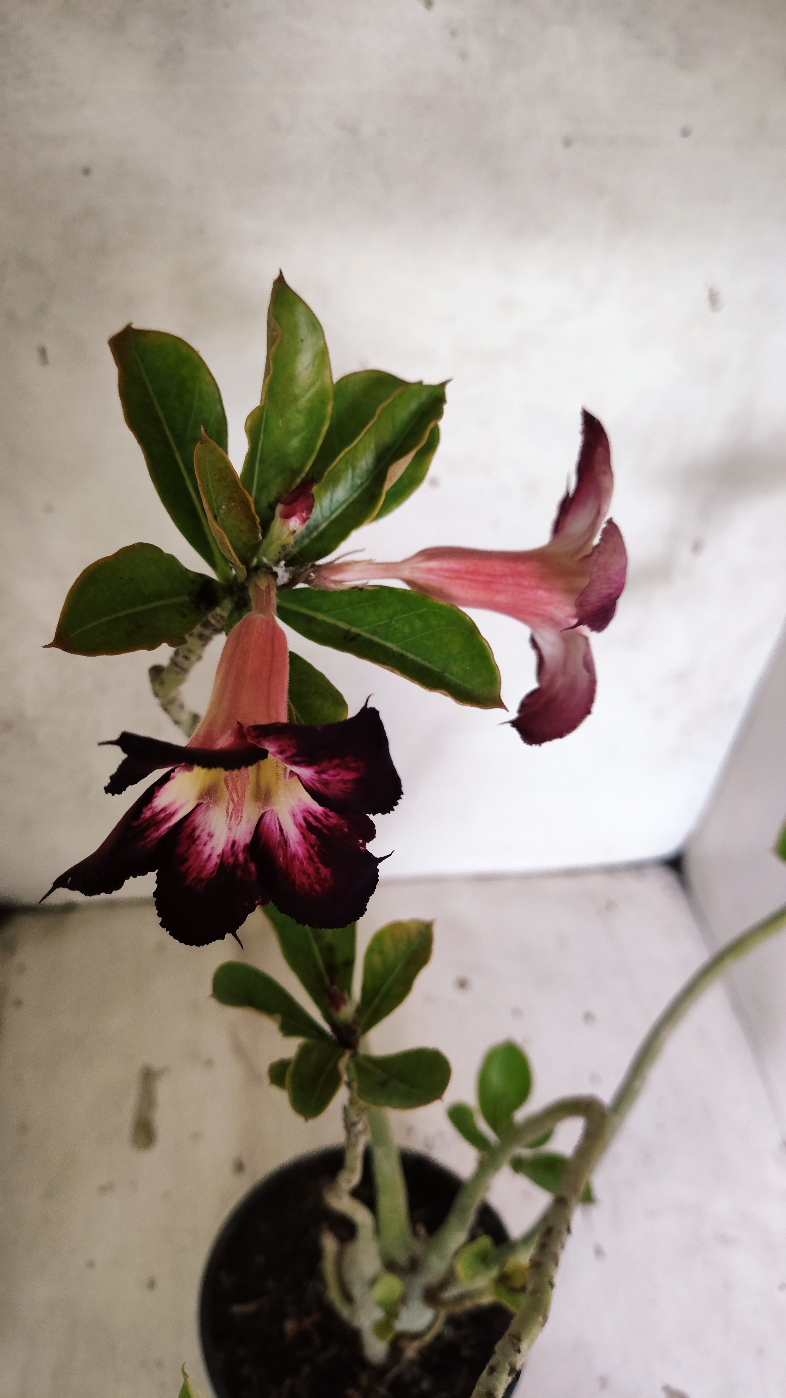 Planta Simples 3531 – 35cm – 03 anos