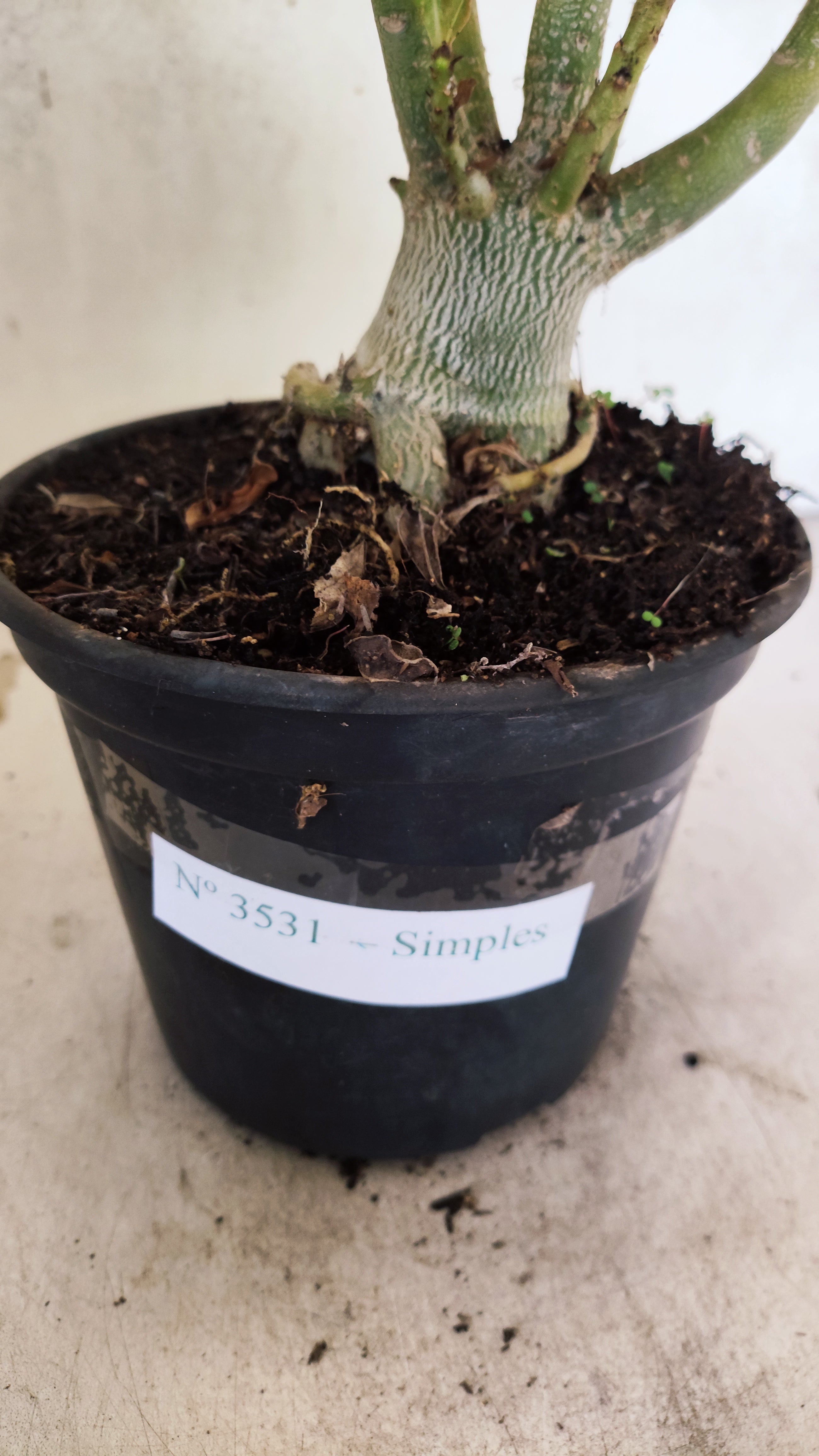 Planta Simples 3531 – 35cm – 03 anos