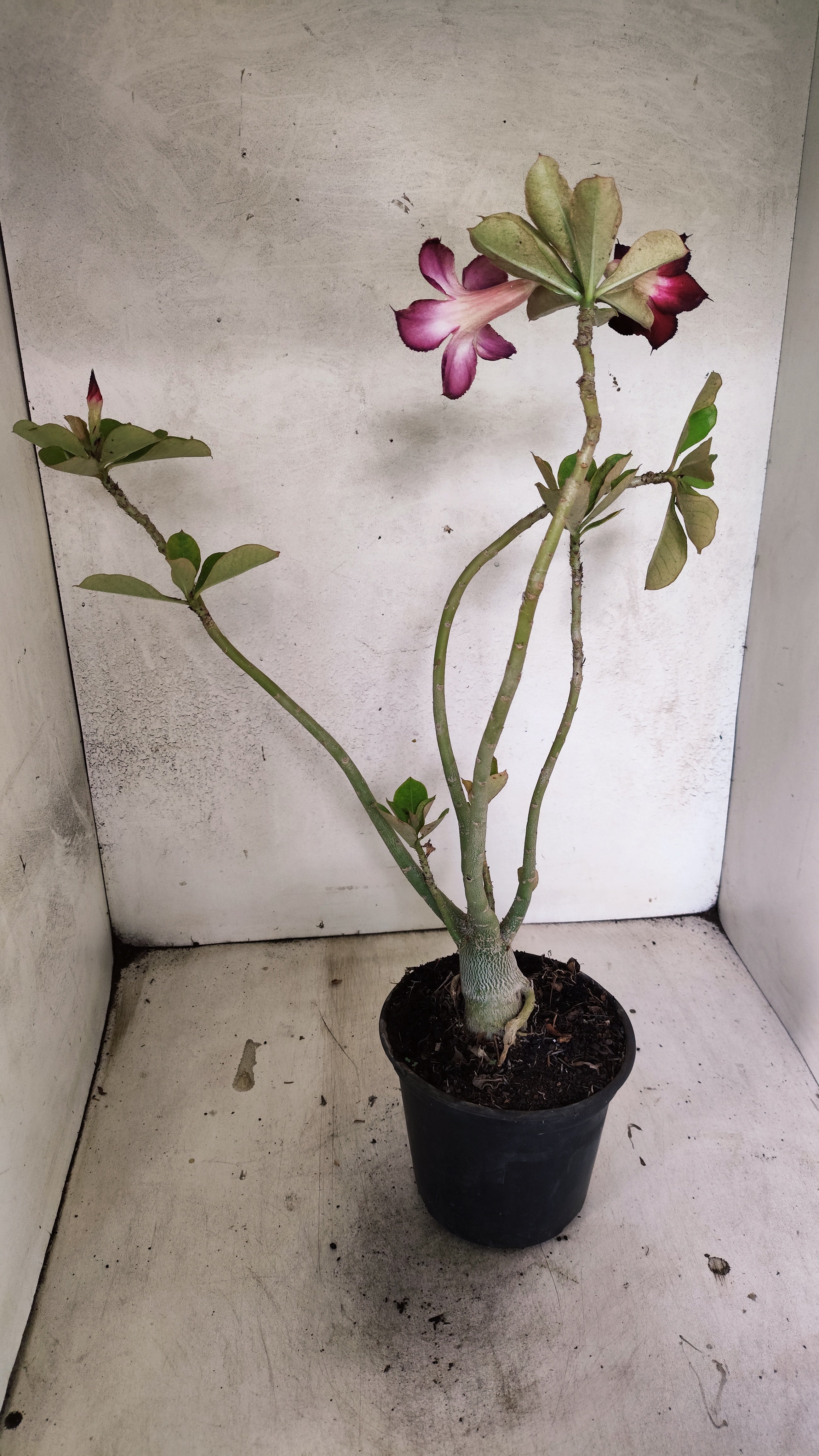Planta Simples 3531 – 35cm – 03 anos
