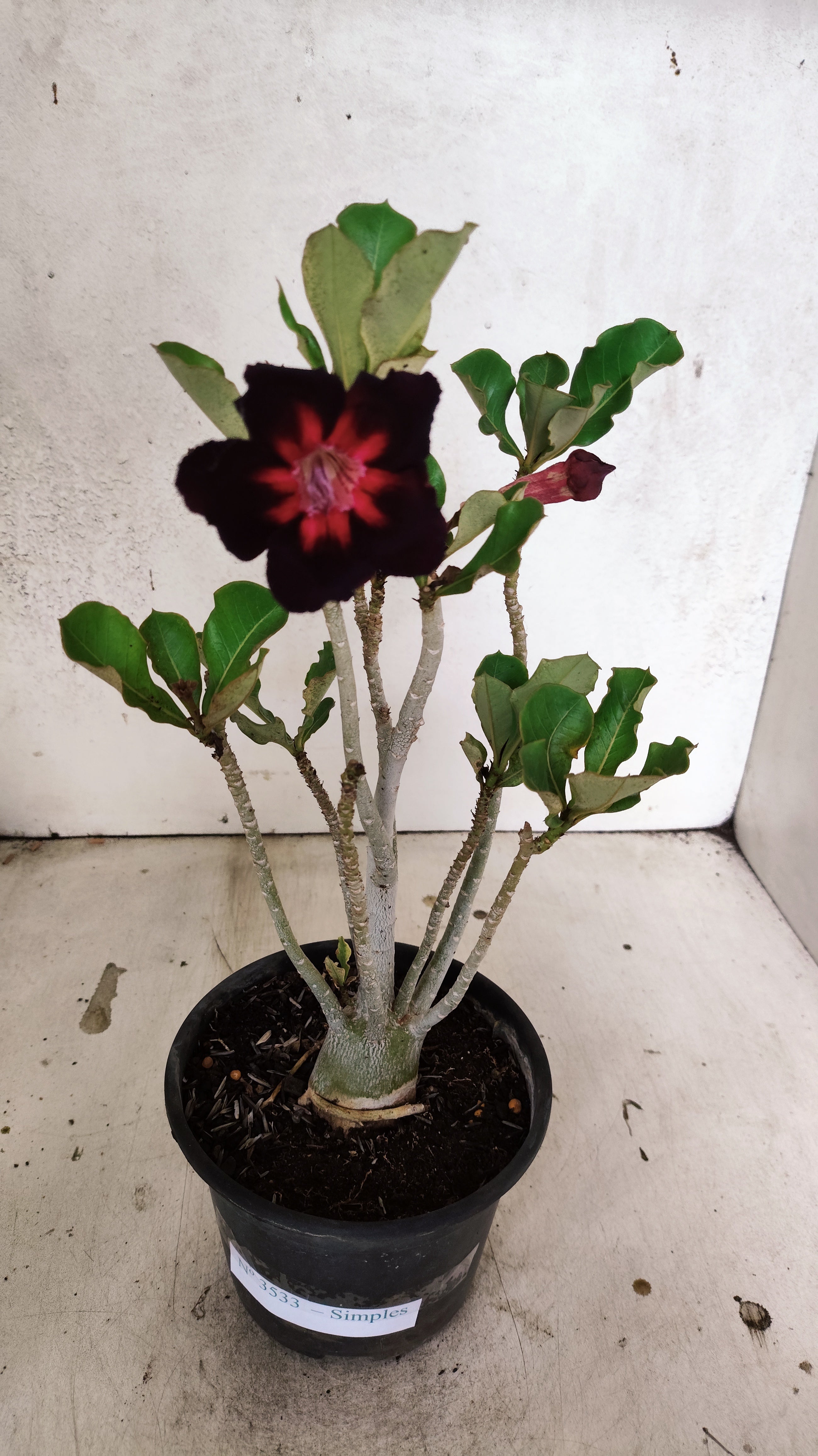 Planta Simples 3533 – 30cm – 02 anos