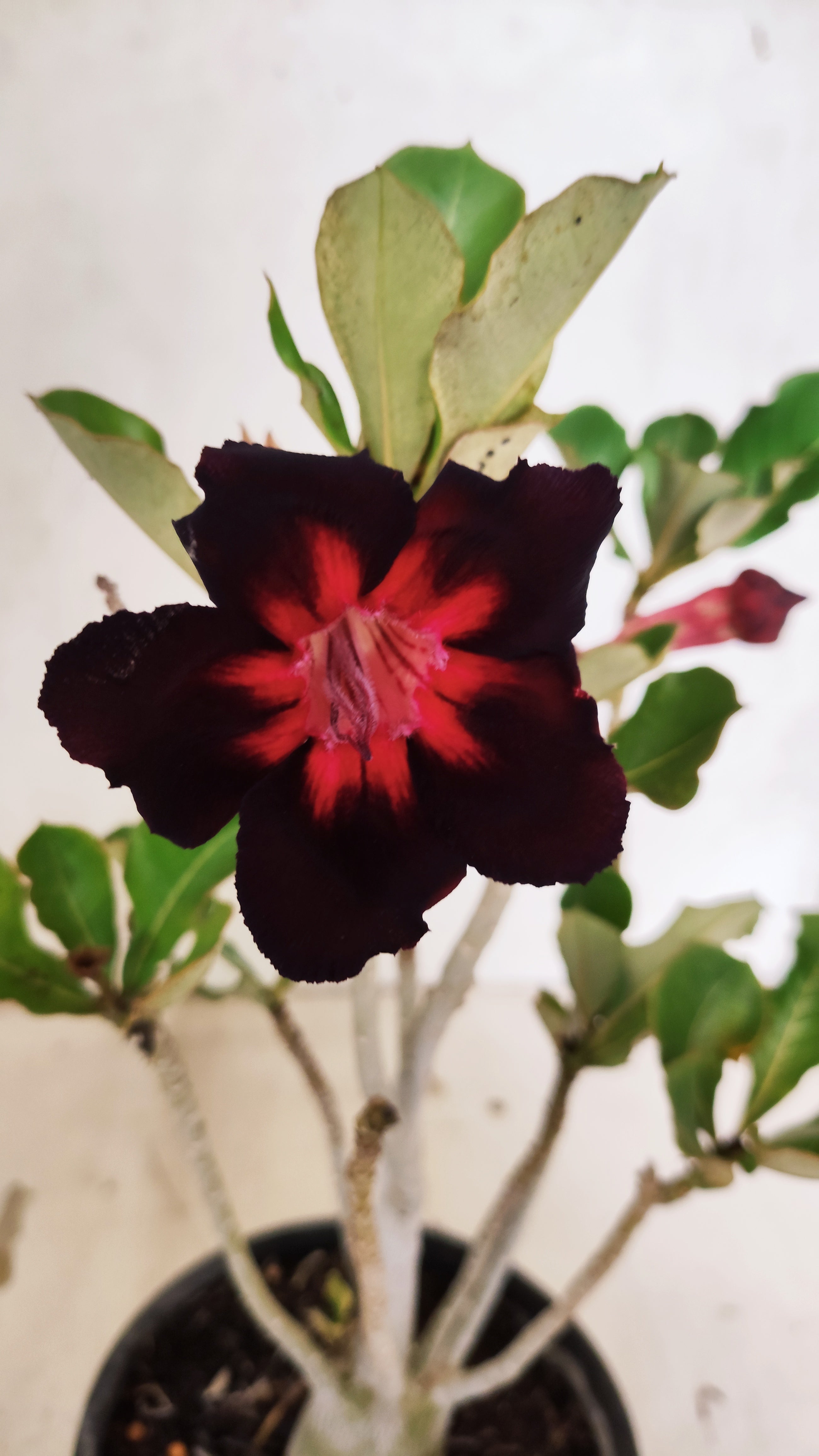 Planta Simples 3533 – 30cm – 02 anos