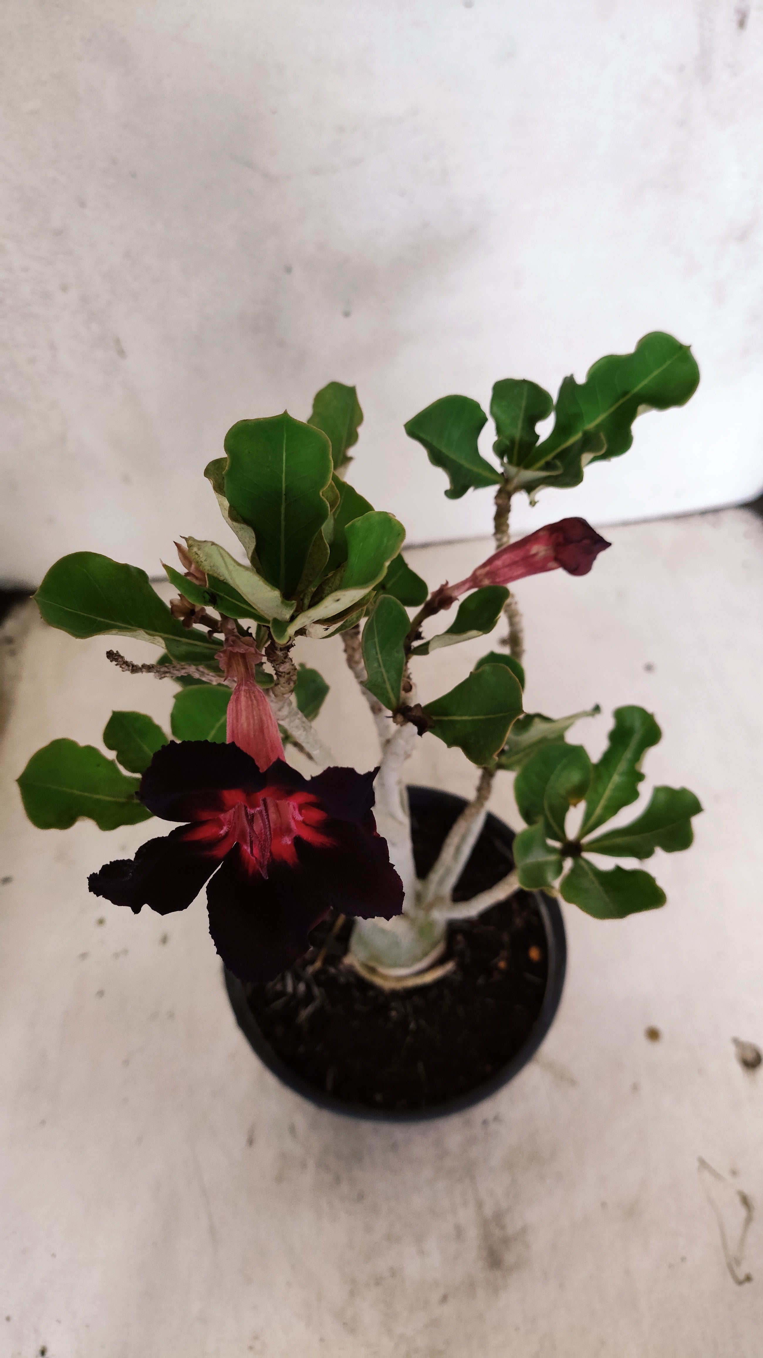 Planta Simples 3533 – 30cm – 02 anos