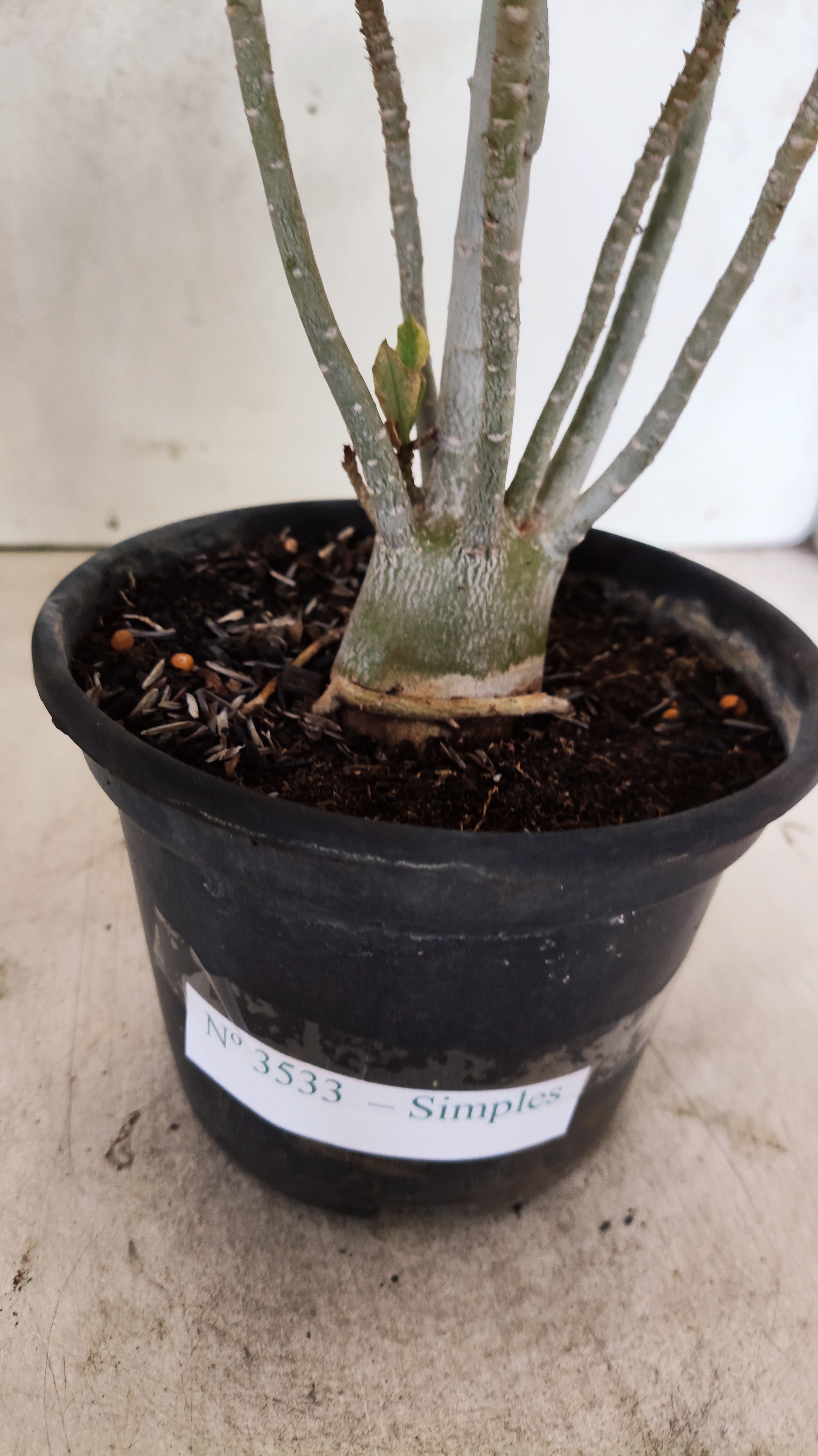 Planta Simples 3533 – 30cm – 02 anos
