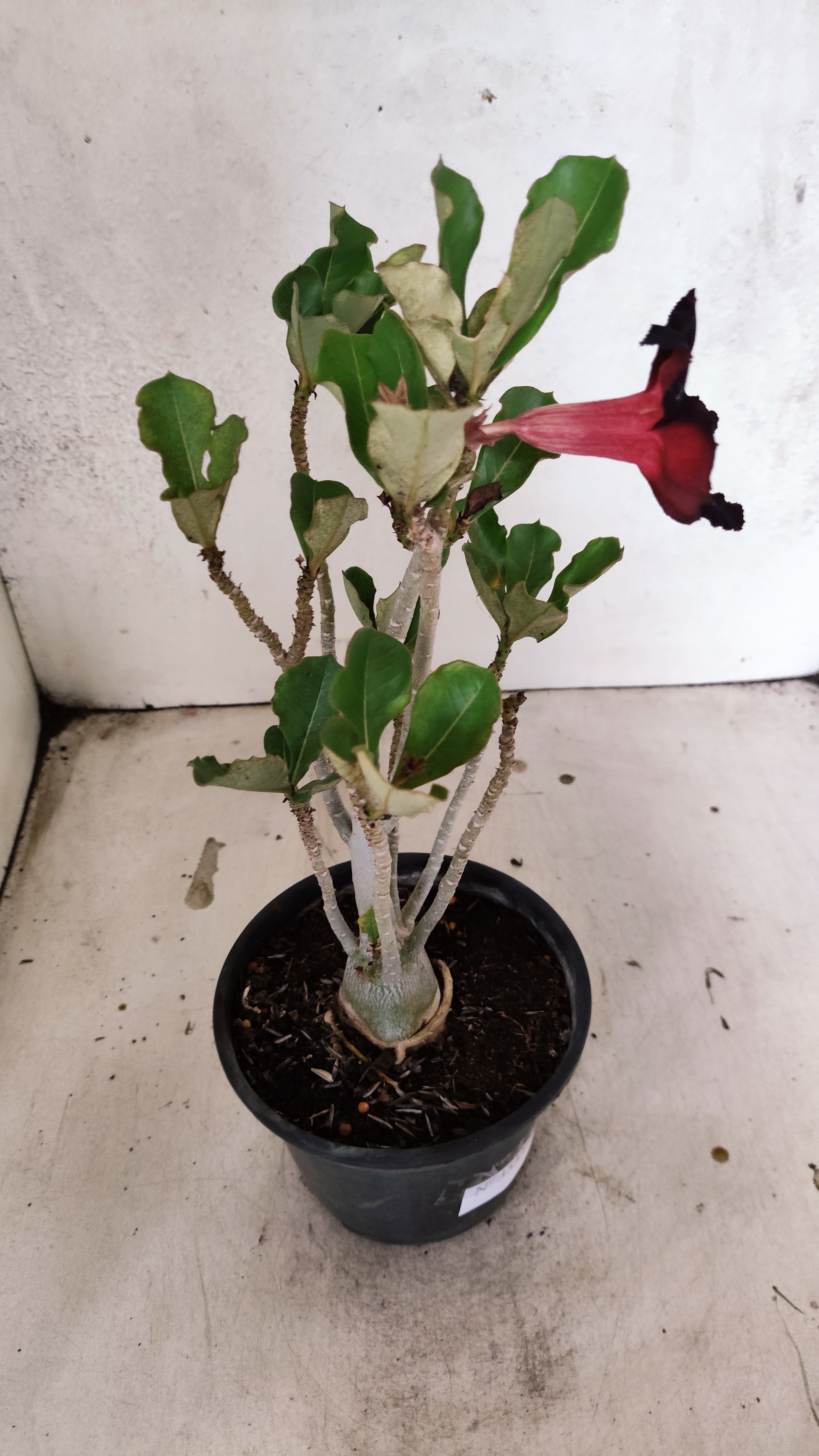 Planta Simples 3533 – 30cm – 02 anos