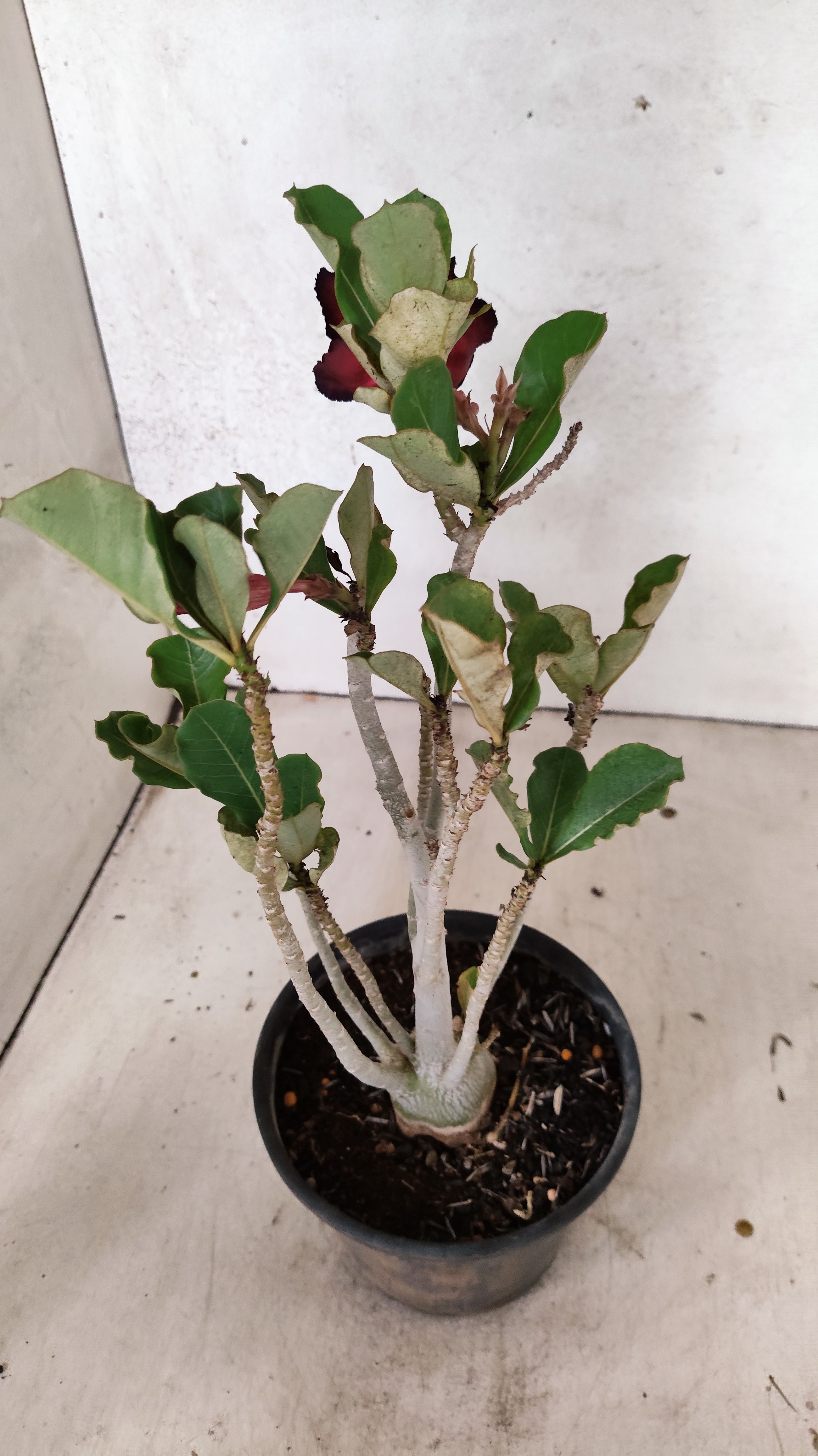 Planta Simples 3533 – 30cm – 02 anos