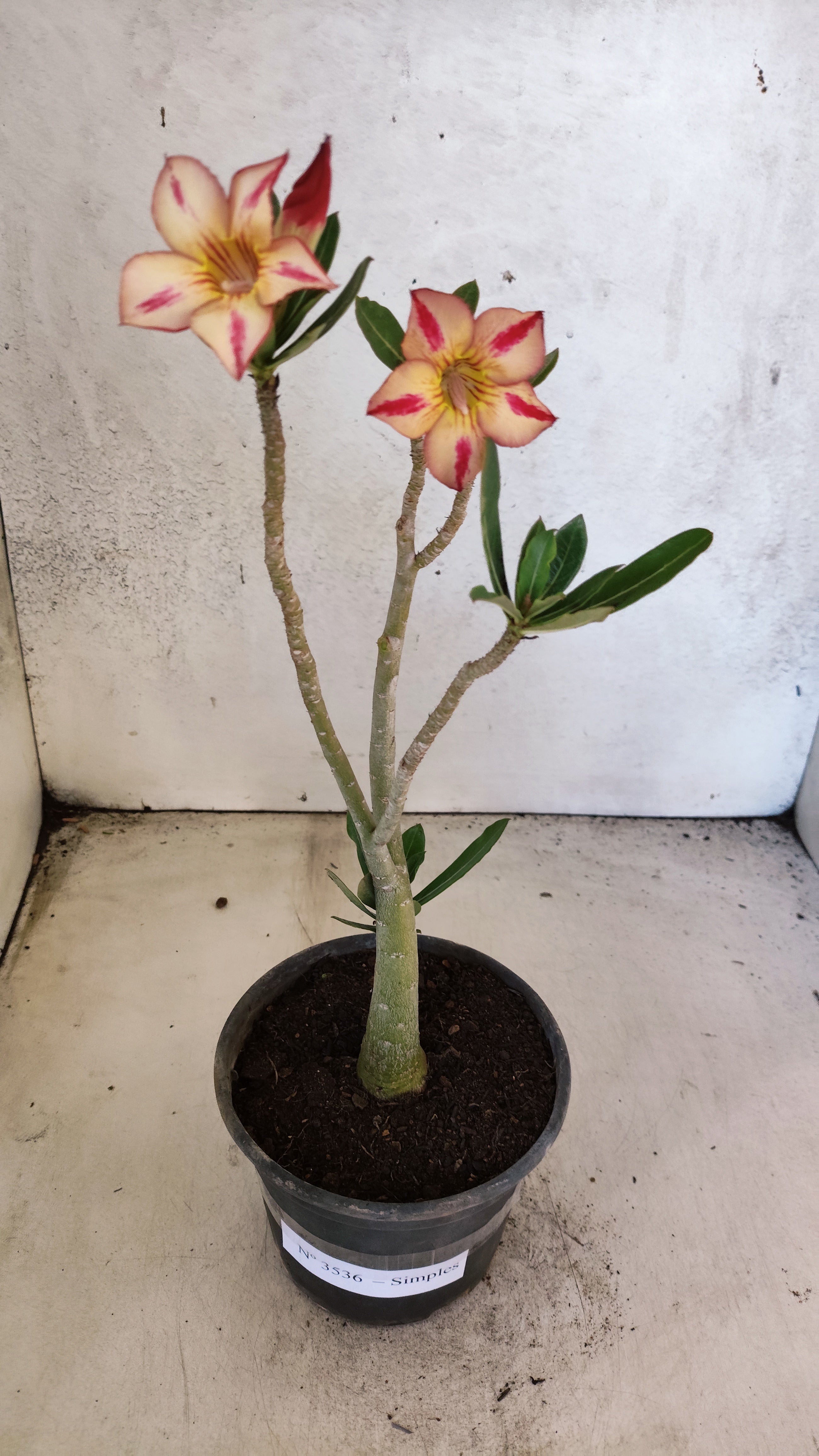 Planta Simples 3536 – 30cm – 02 anos