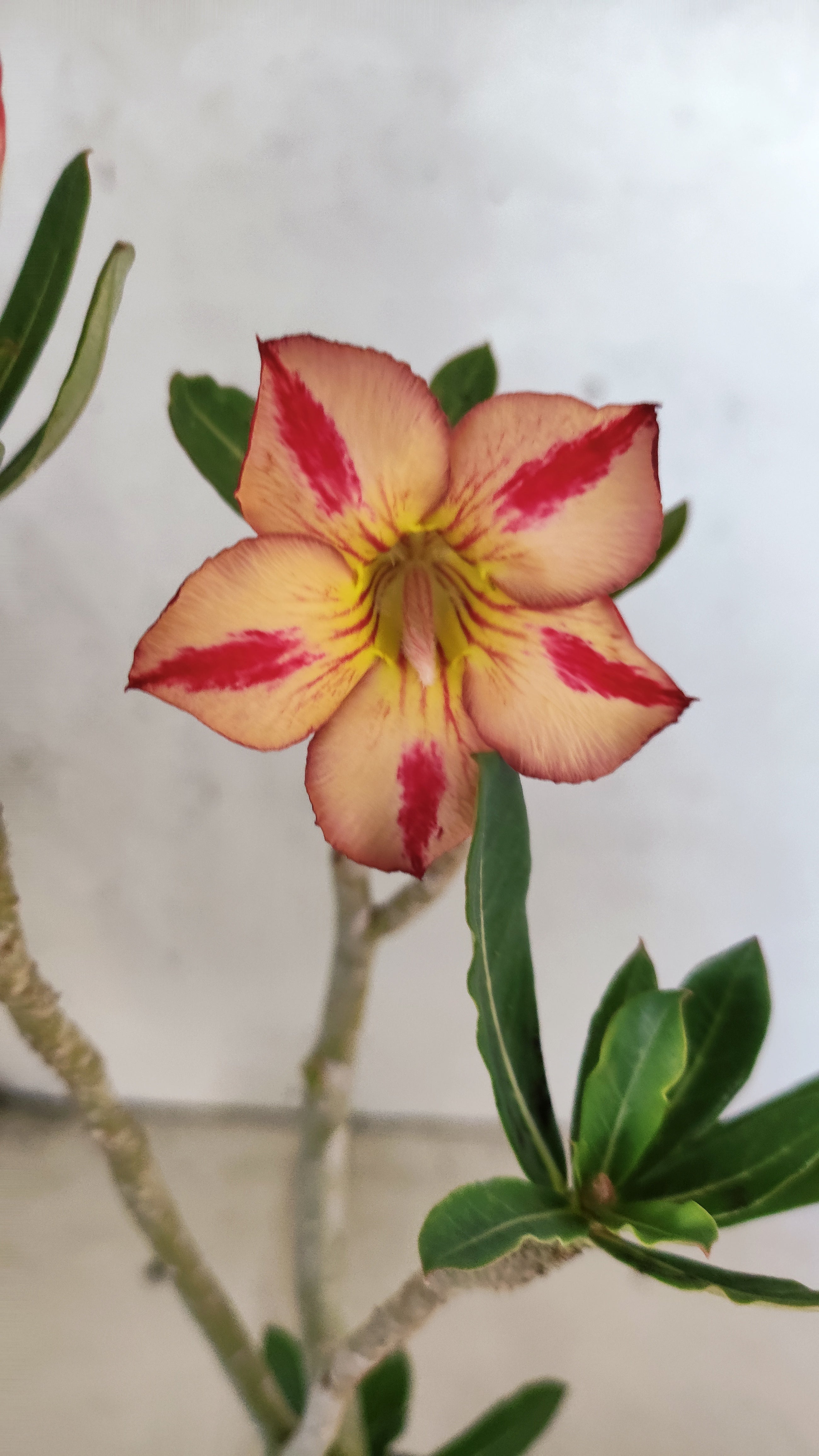 Planta Simples 3536 – 30cm – 02 anos