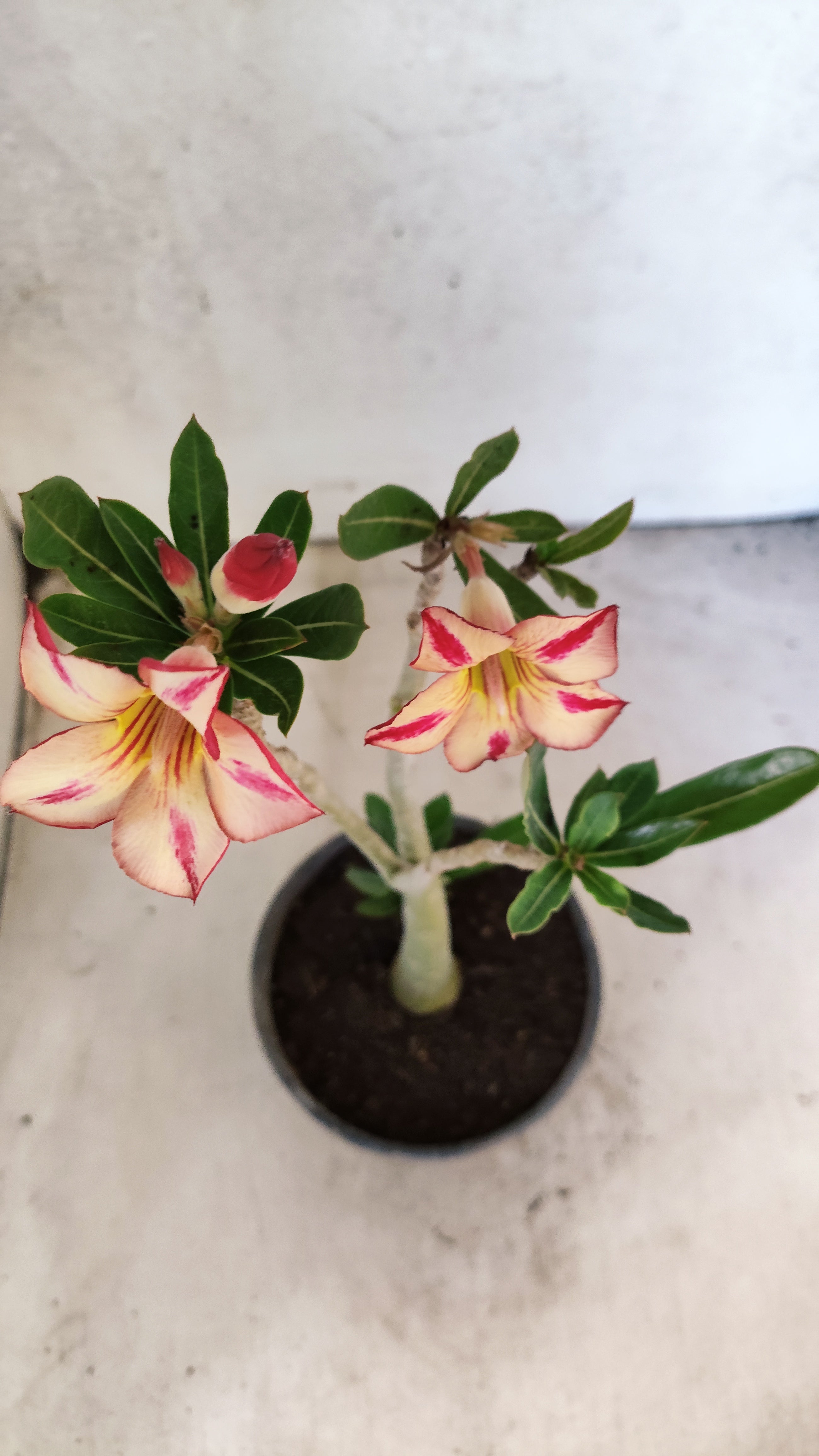 Planta Simples 3536 – 30cm – 02 anos