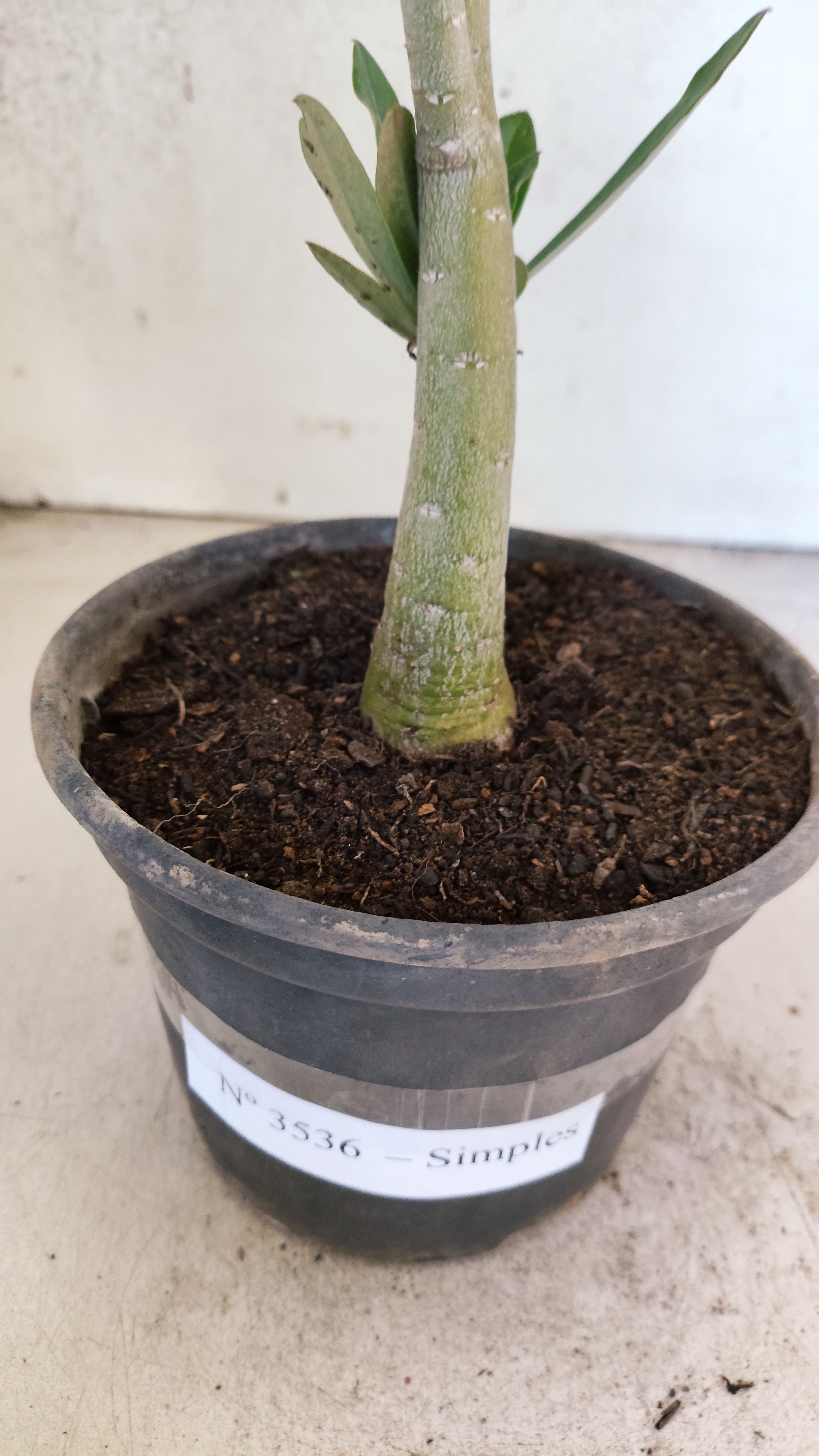 Planta Simples 3536 – 30cm – 02 anos