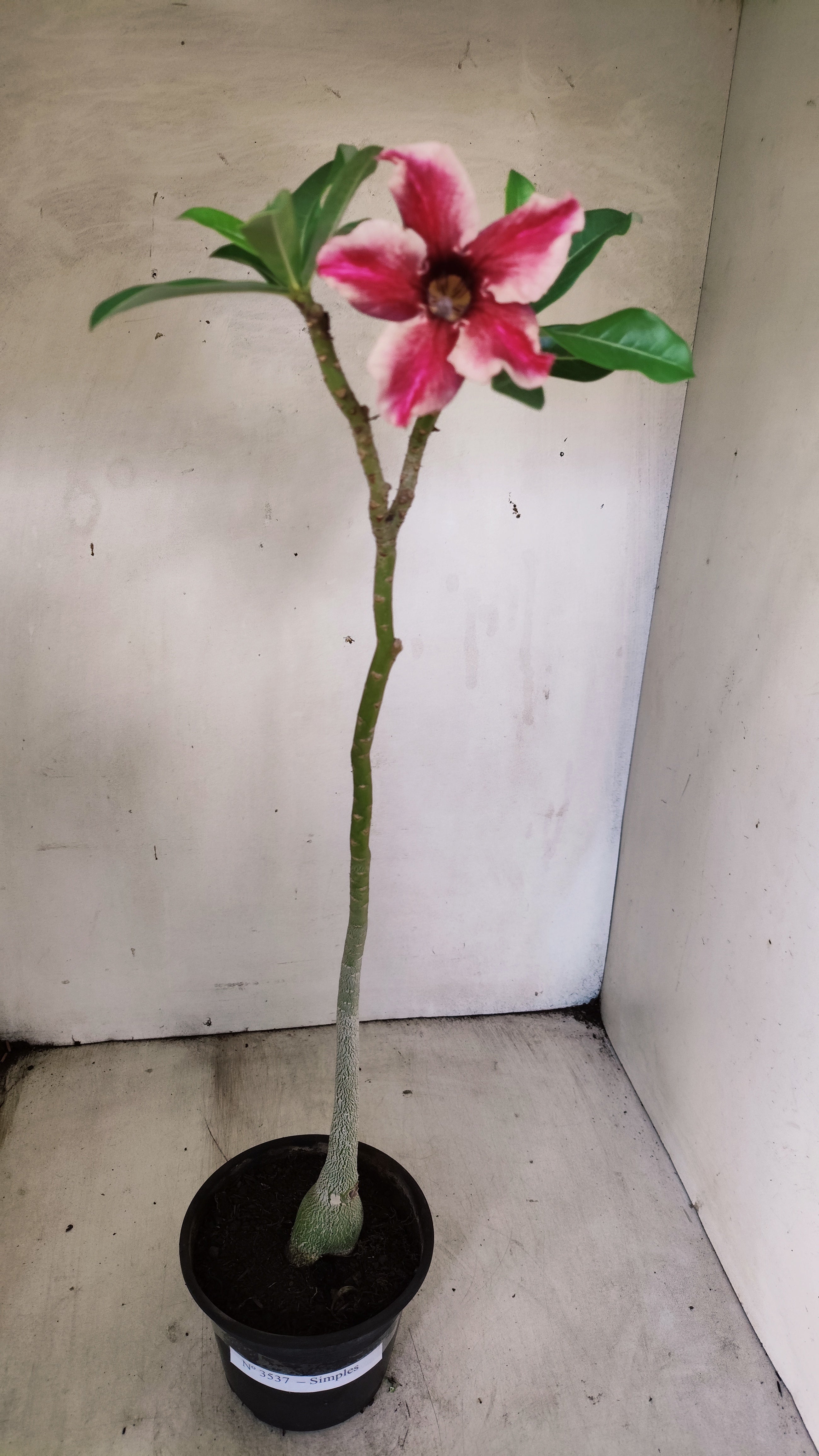 Planta Simples 3537 – 30cm – 02 anos