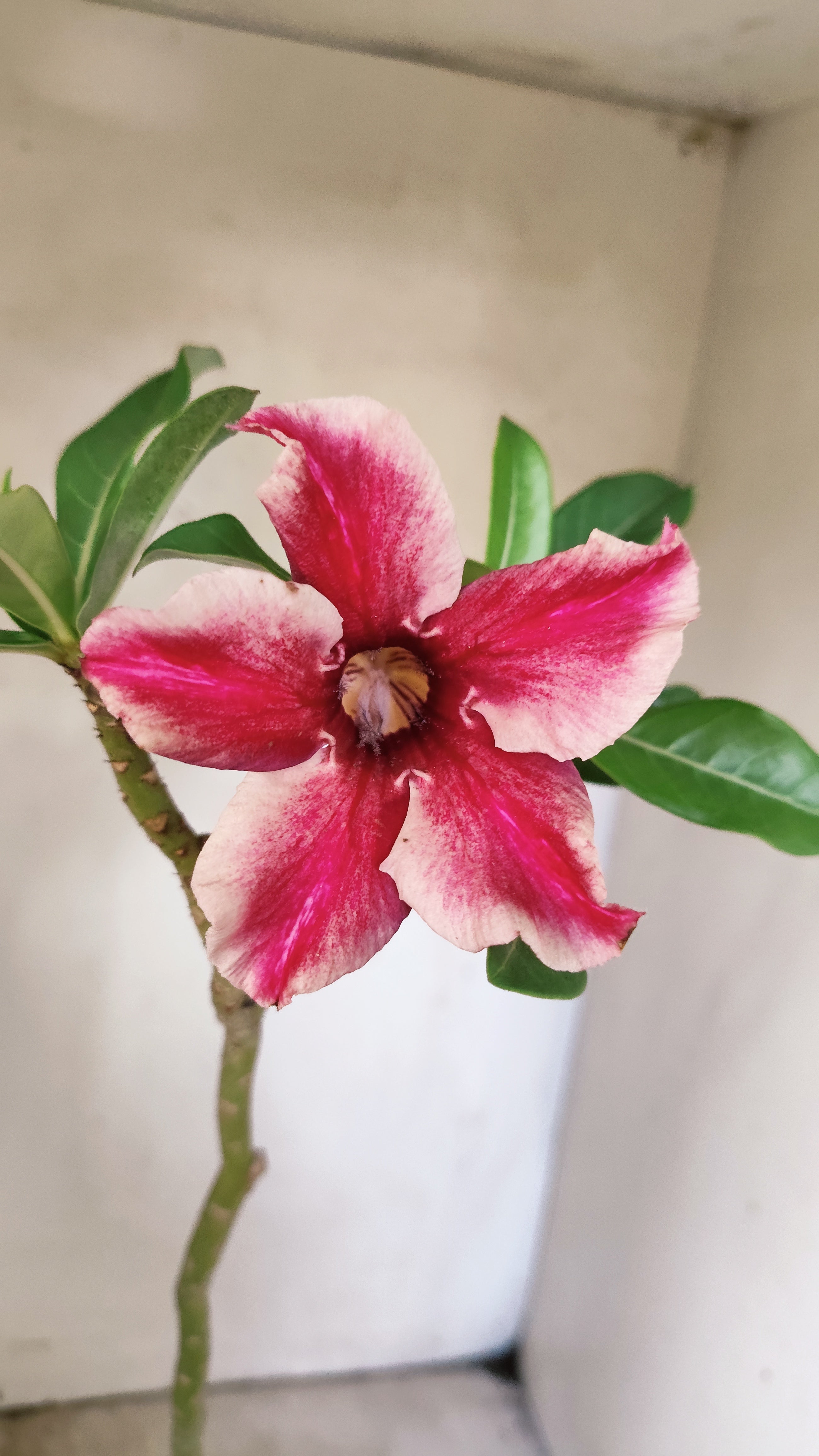 Planta Simples 3537 – 30cm – 02 anos