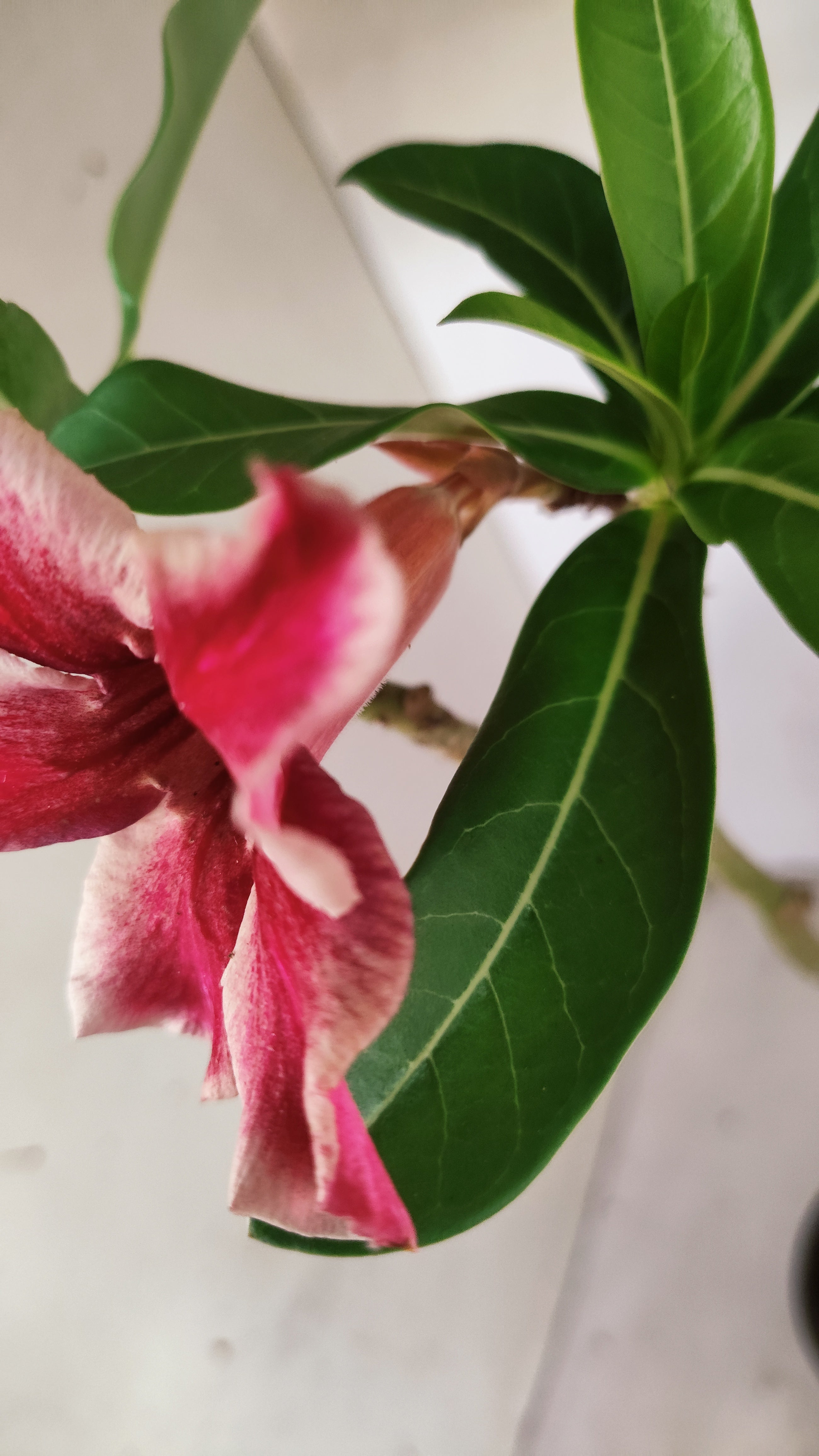 Planta Simples 3537 – 30cm – 02 anos