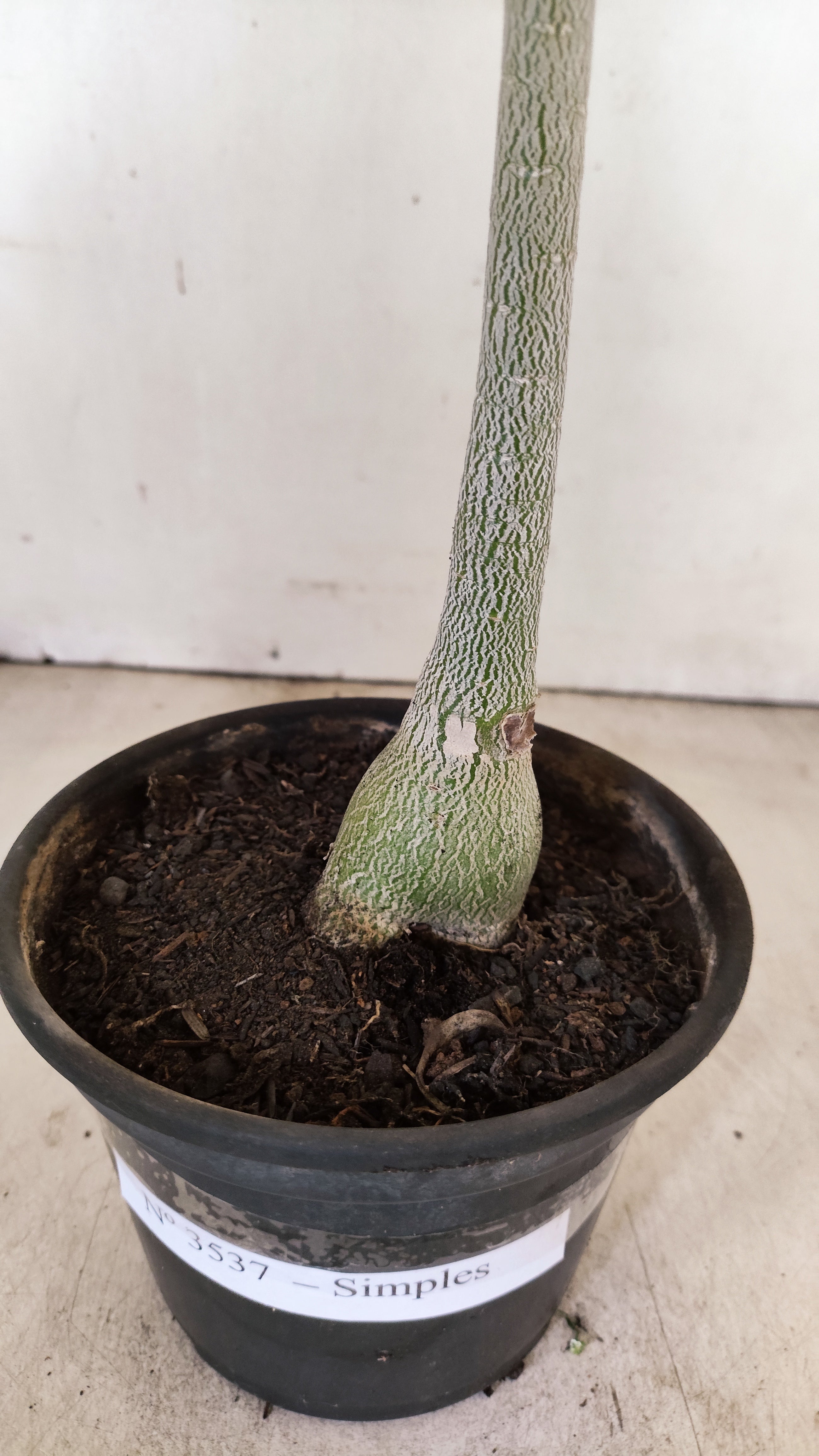 Planta Simples 3537 – 30cm – 02 anos