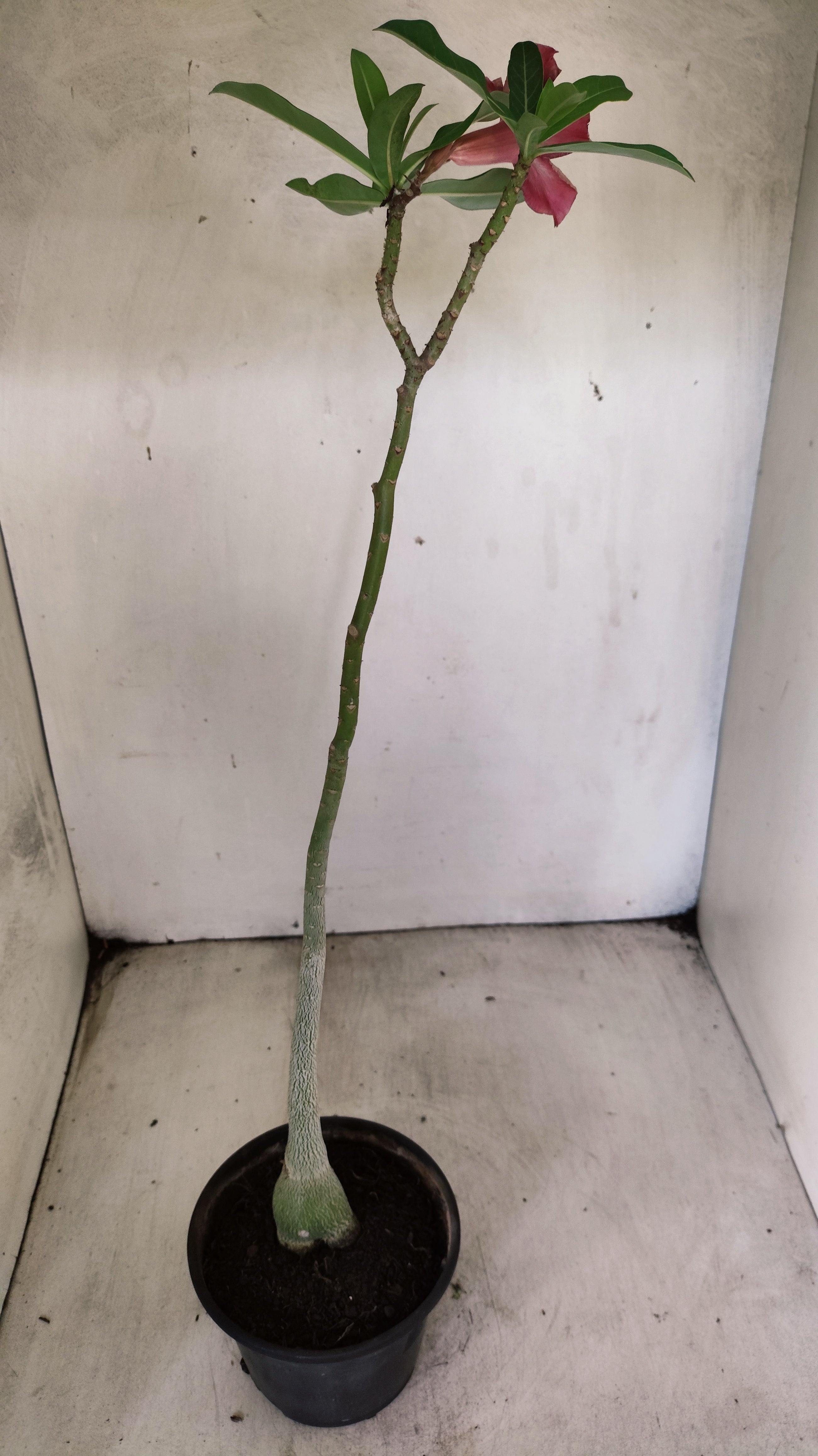 Planta Simples 3537 – 30cm – 02 anos