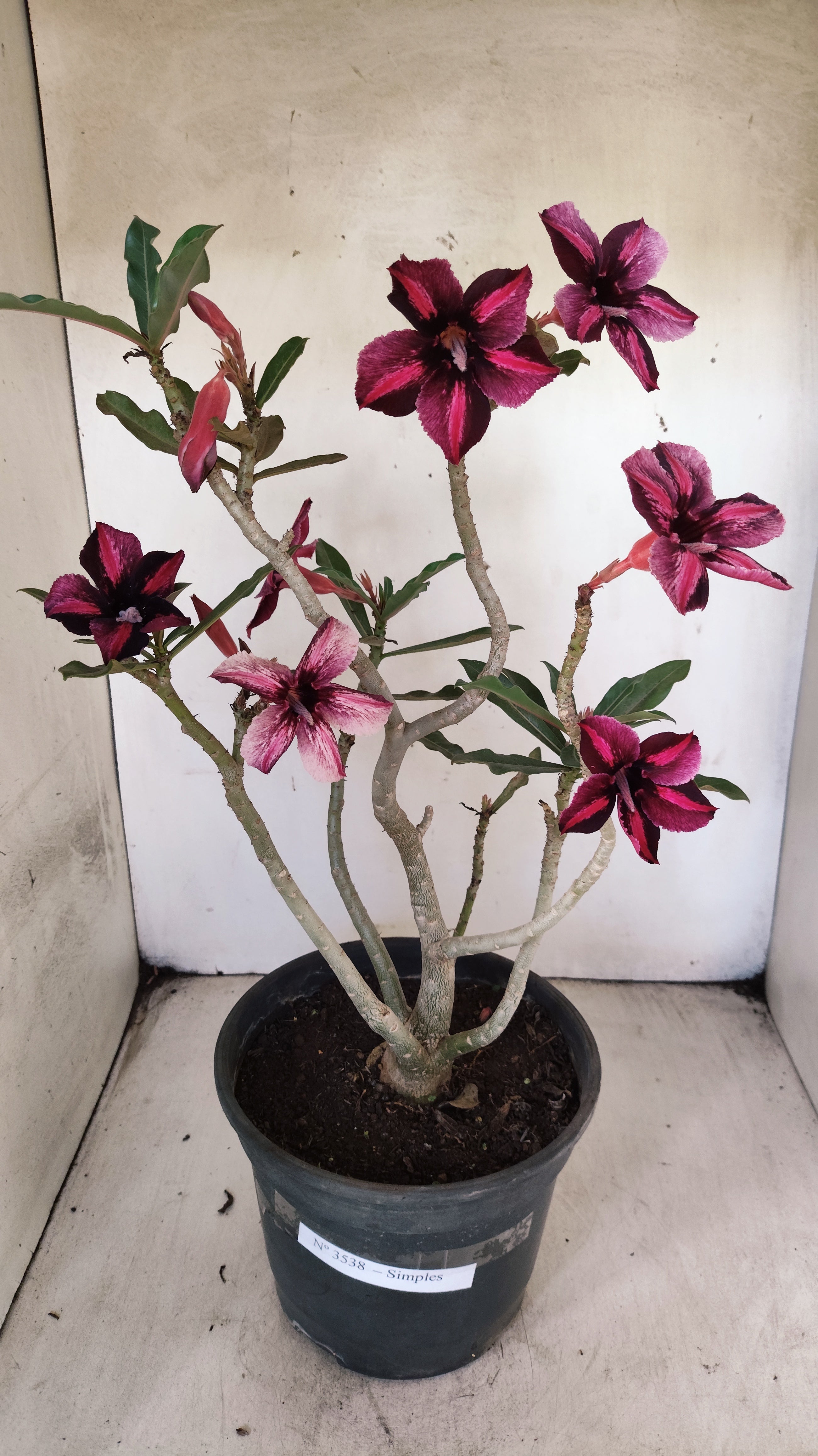 Planta Simples 3538 – 40cm – 03 anos