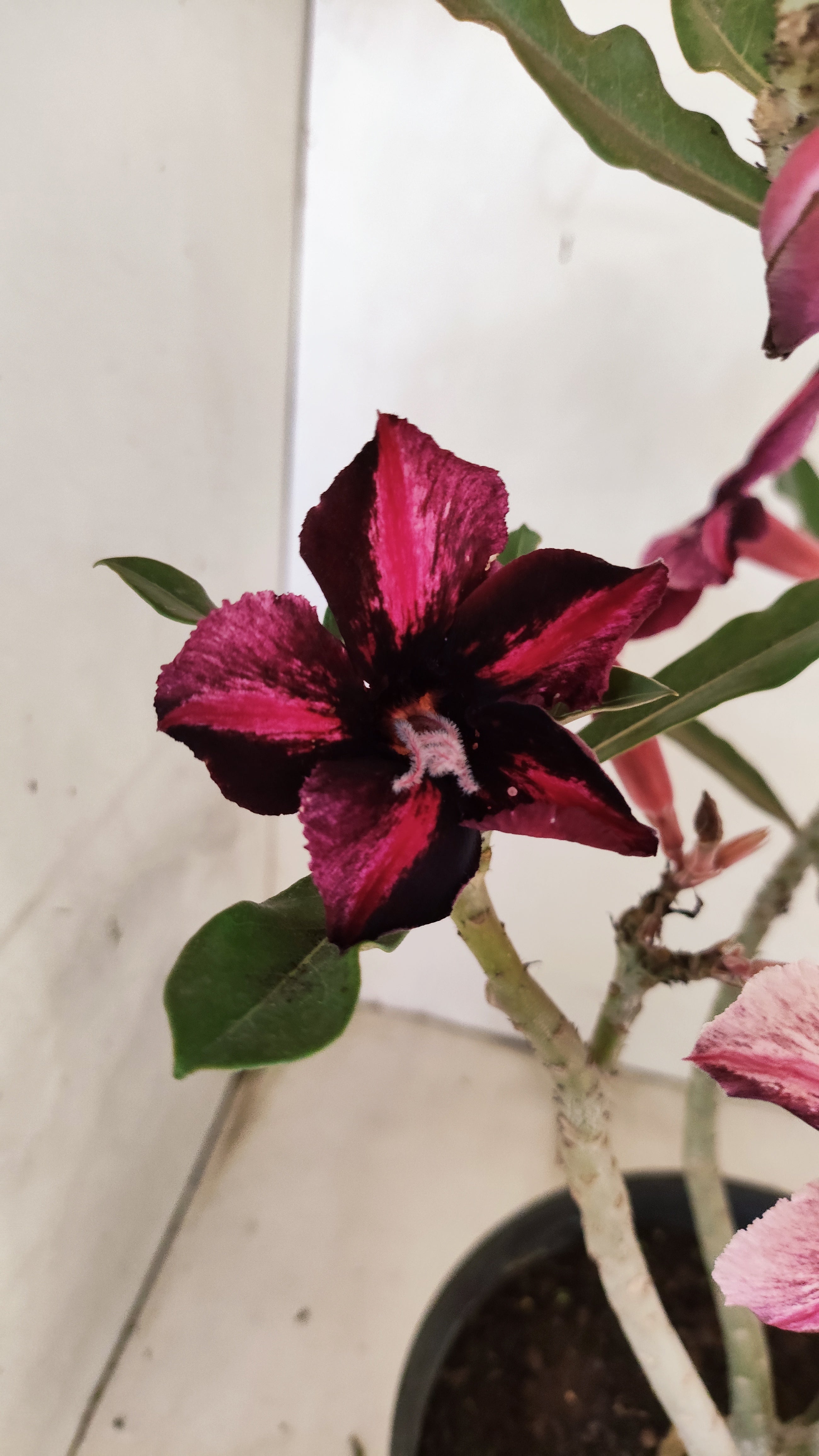 Planta Simples 3538 – 40cm – 03 anos