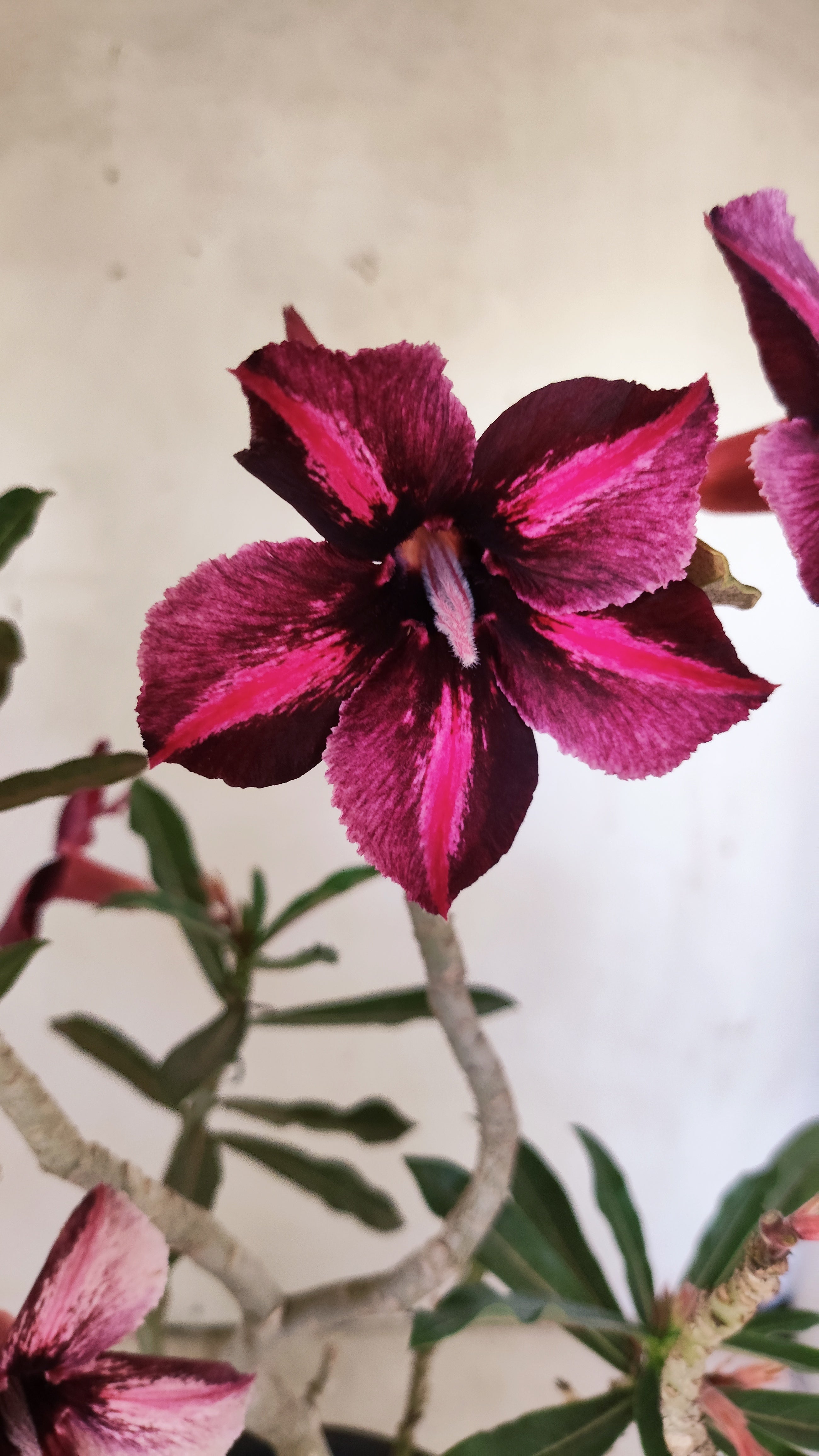 Planta Simples 3538 – 40cm – 03 anos