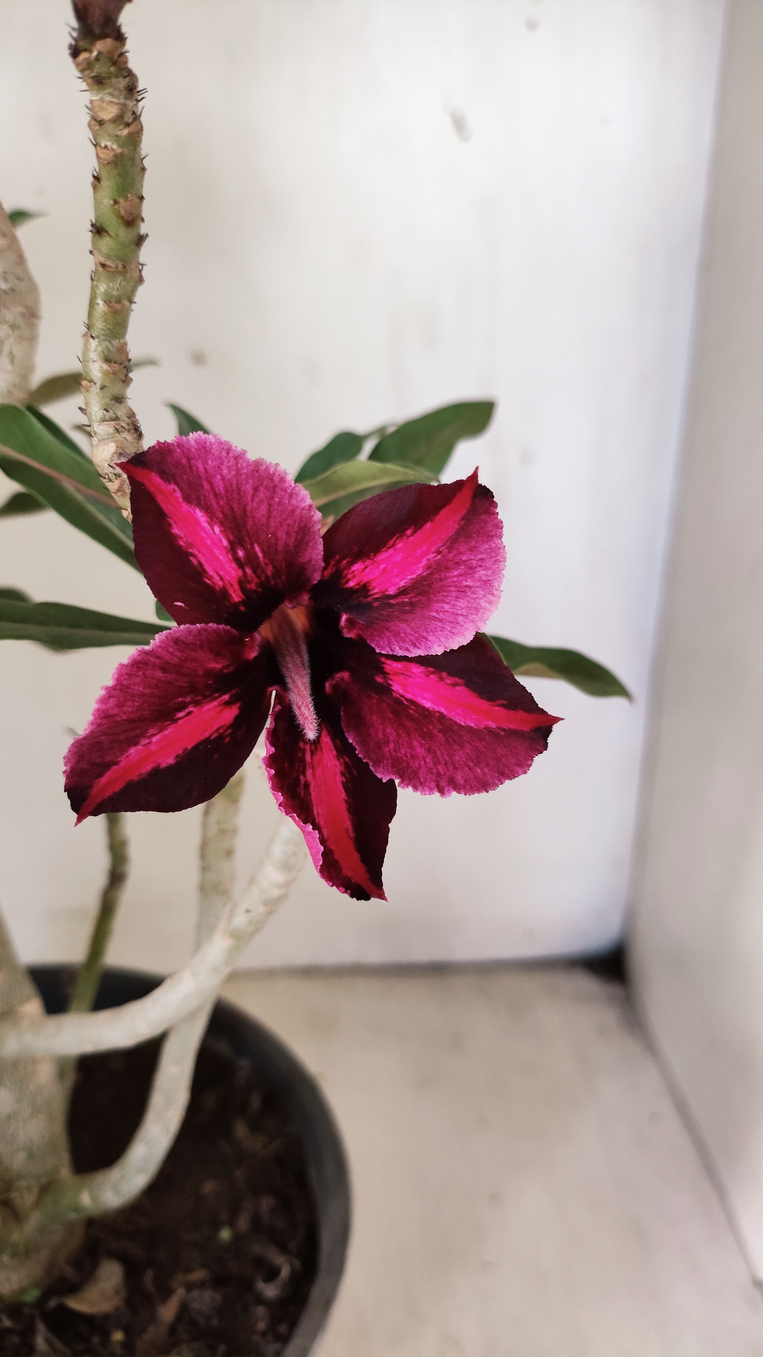 Planta Simples 3538 – 40cm – 03 anos
