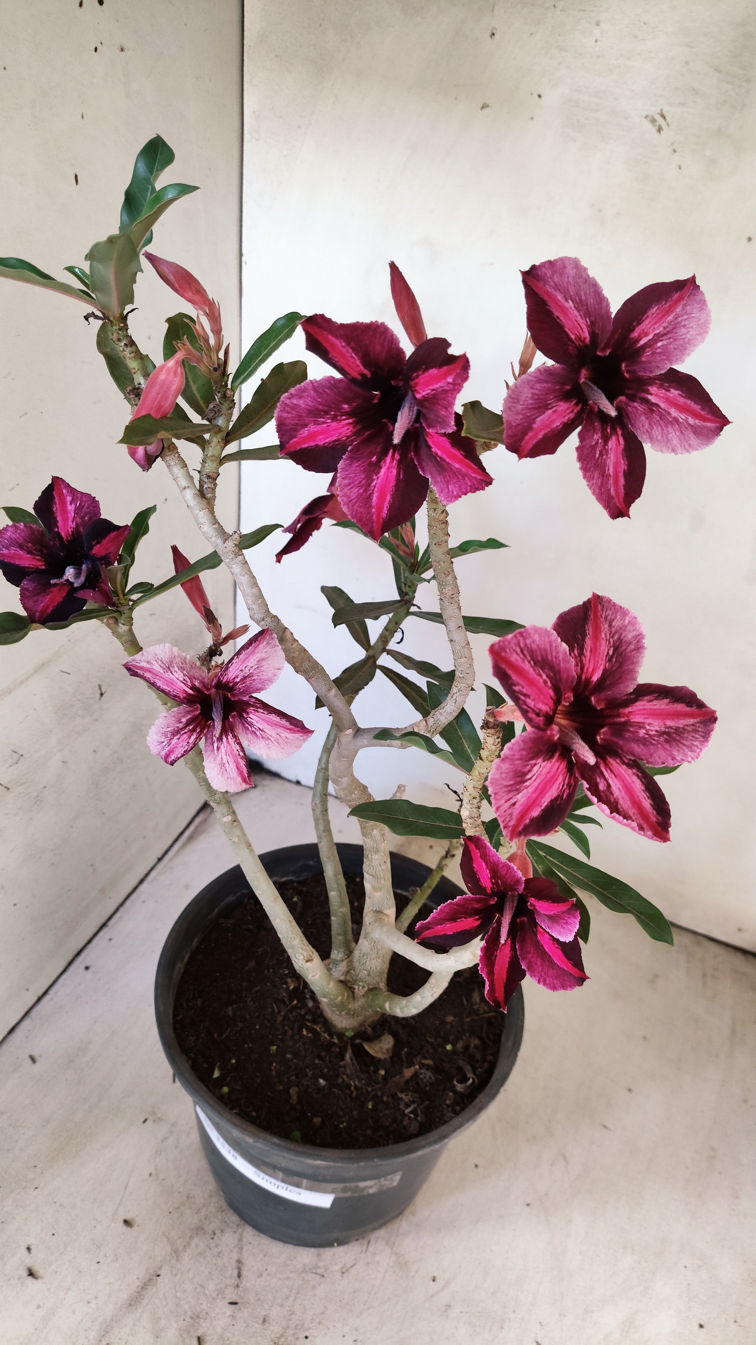 Planta Simples 3538 – 40cm – 03 anos