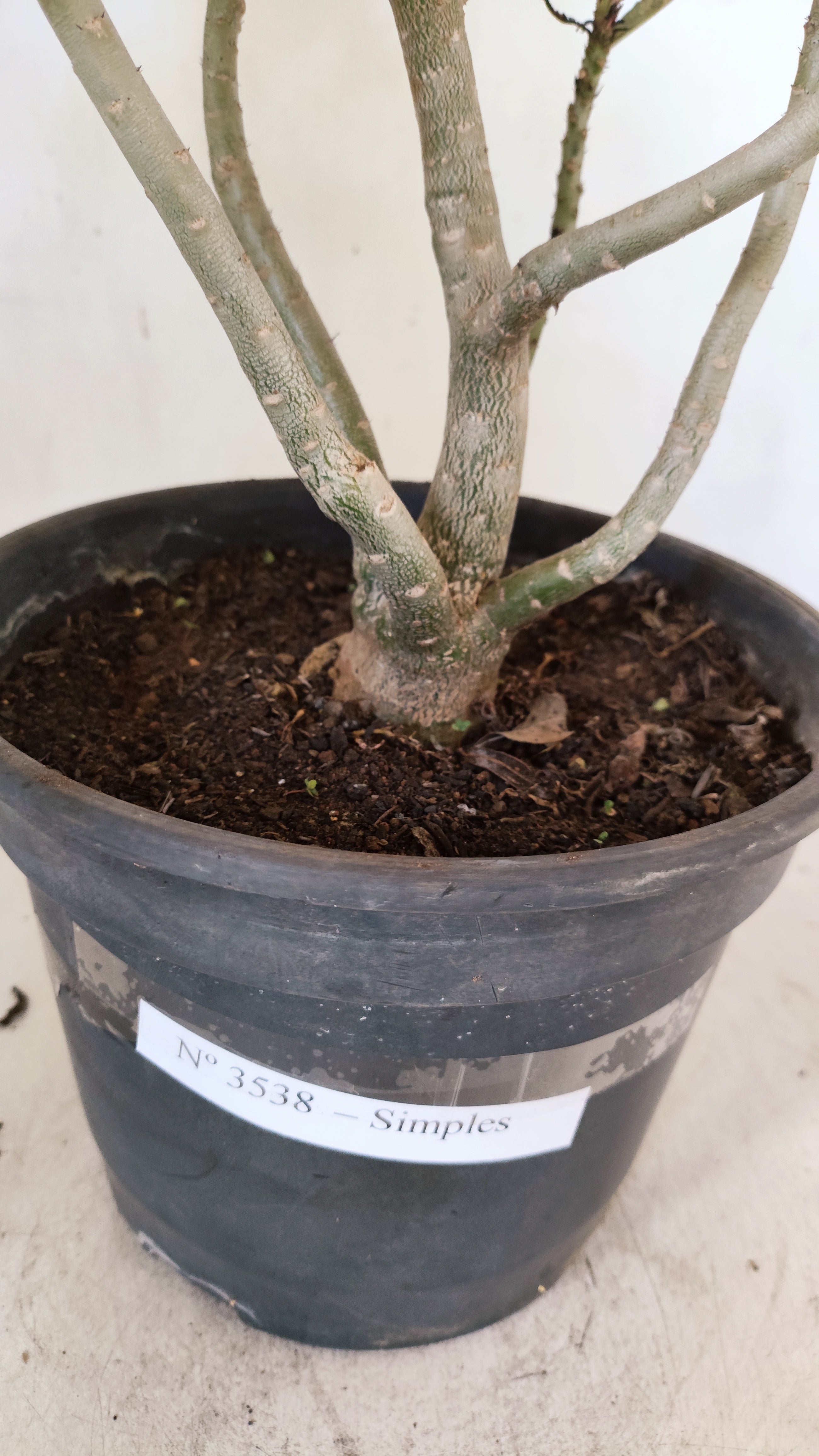 Planta Simples 3538 – 40cm – 03 anos