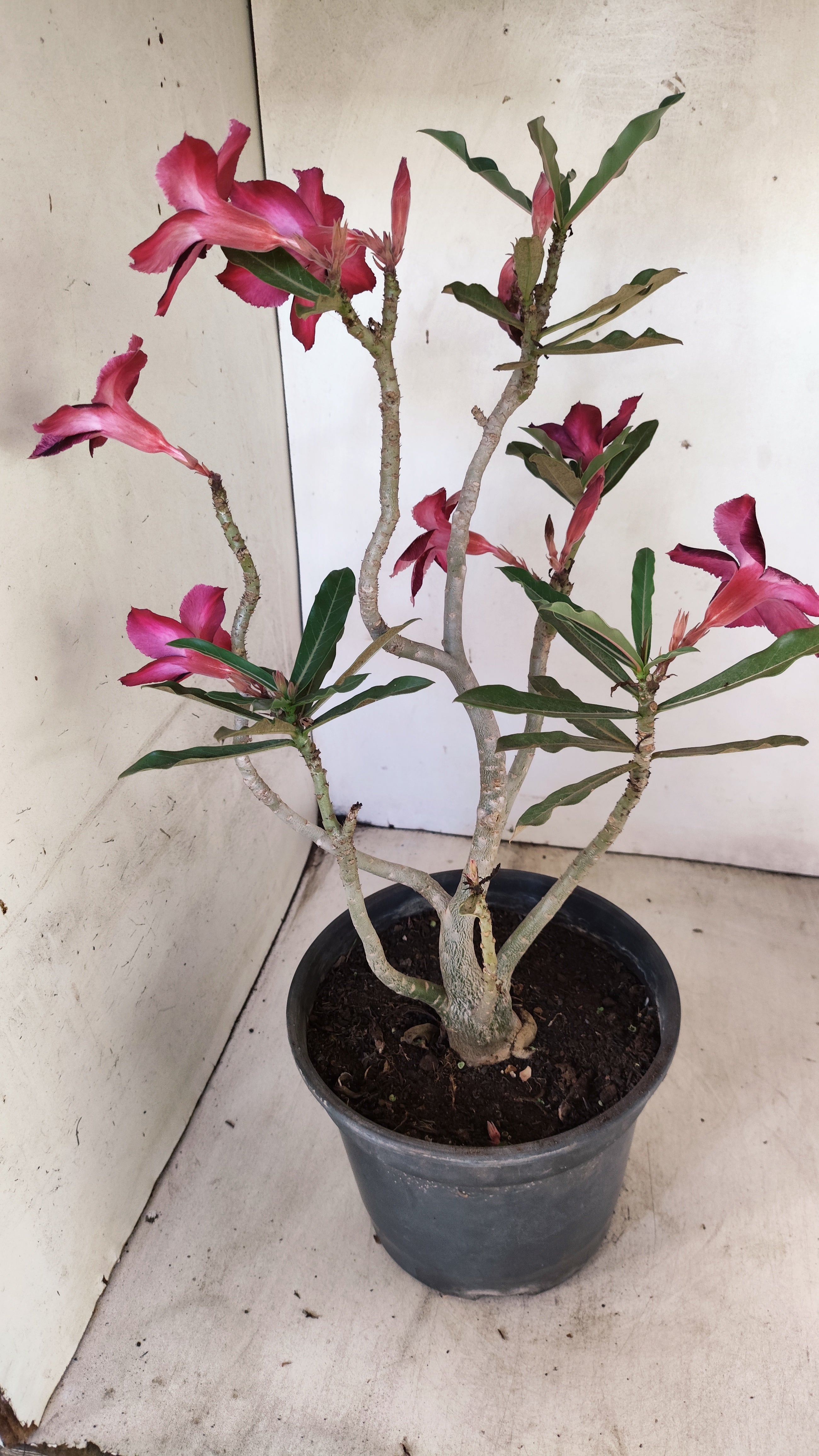 Planta Simples 3538 – 40cm – 03 anos